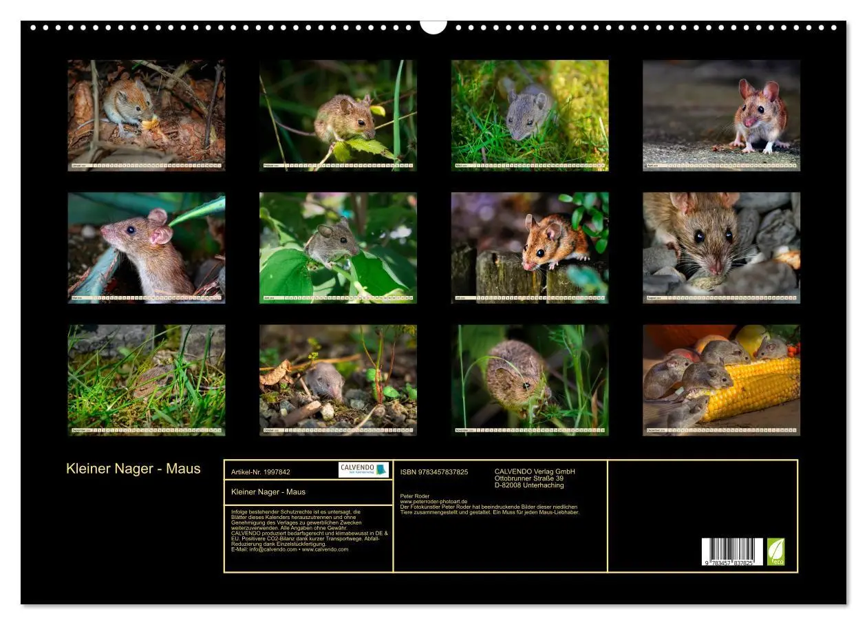 Bild: 9783457837825 | Kleiner Nager - Maus (Wandkalender 2026 DIN A2 quer), CALVENDO...