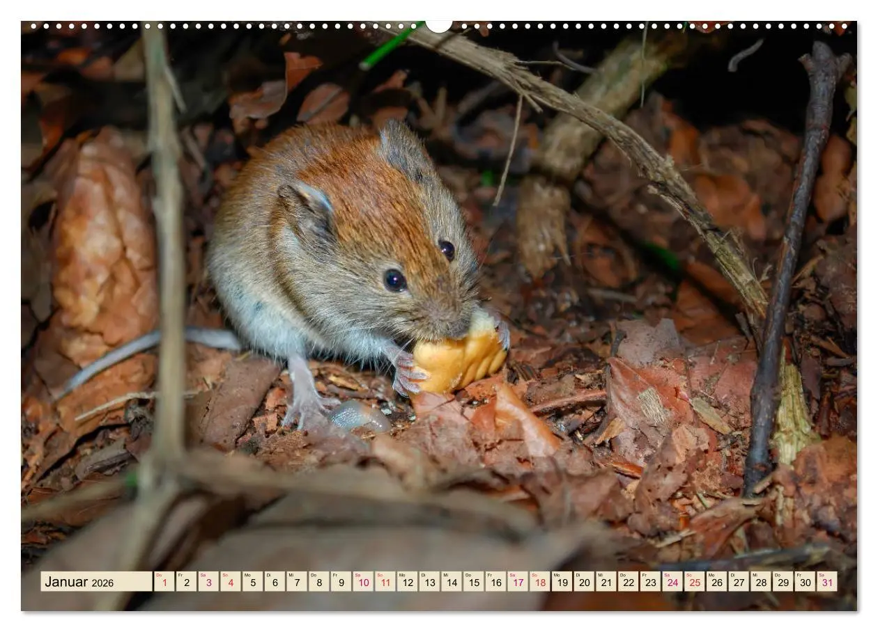 Bild: 9783457837825 | Kleiner Nager - Maus (Wandkalender 2026 DIN A2 quer), CALVENDO...