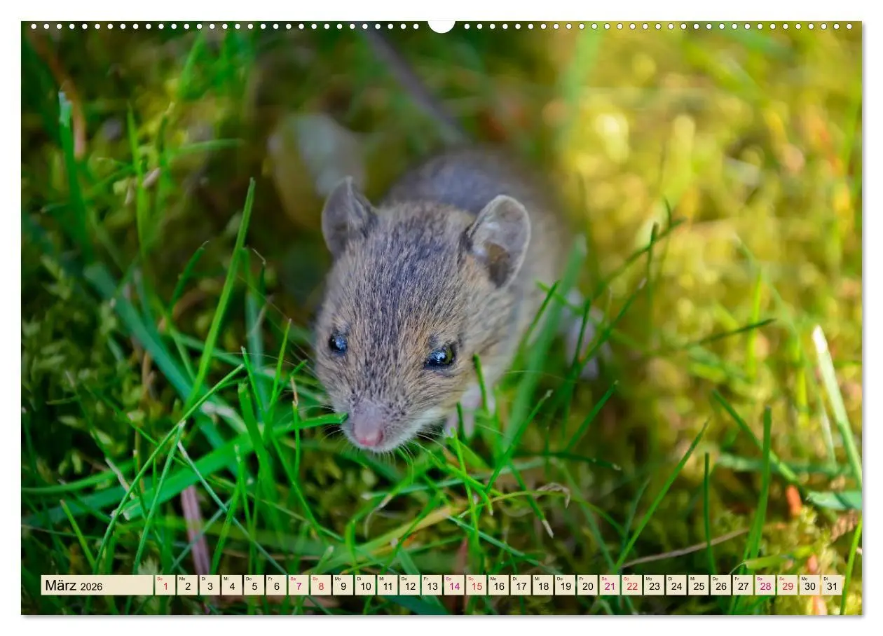 Bild: 9783457837825 | Kleiner Nager - Maus (Wandkalender 2026 DIN A2 quer), CALVENDO...