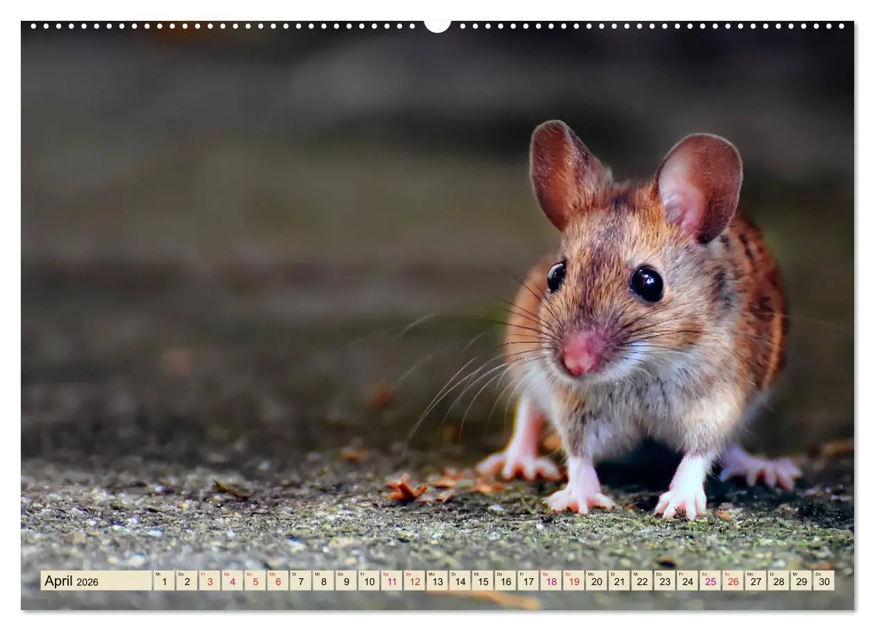Bild: 9783457837825 | Kleiner Nager - Maus (Wandkalender 2026 DIN A2 quer), CALVENDO...