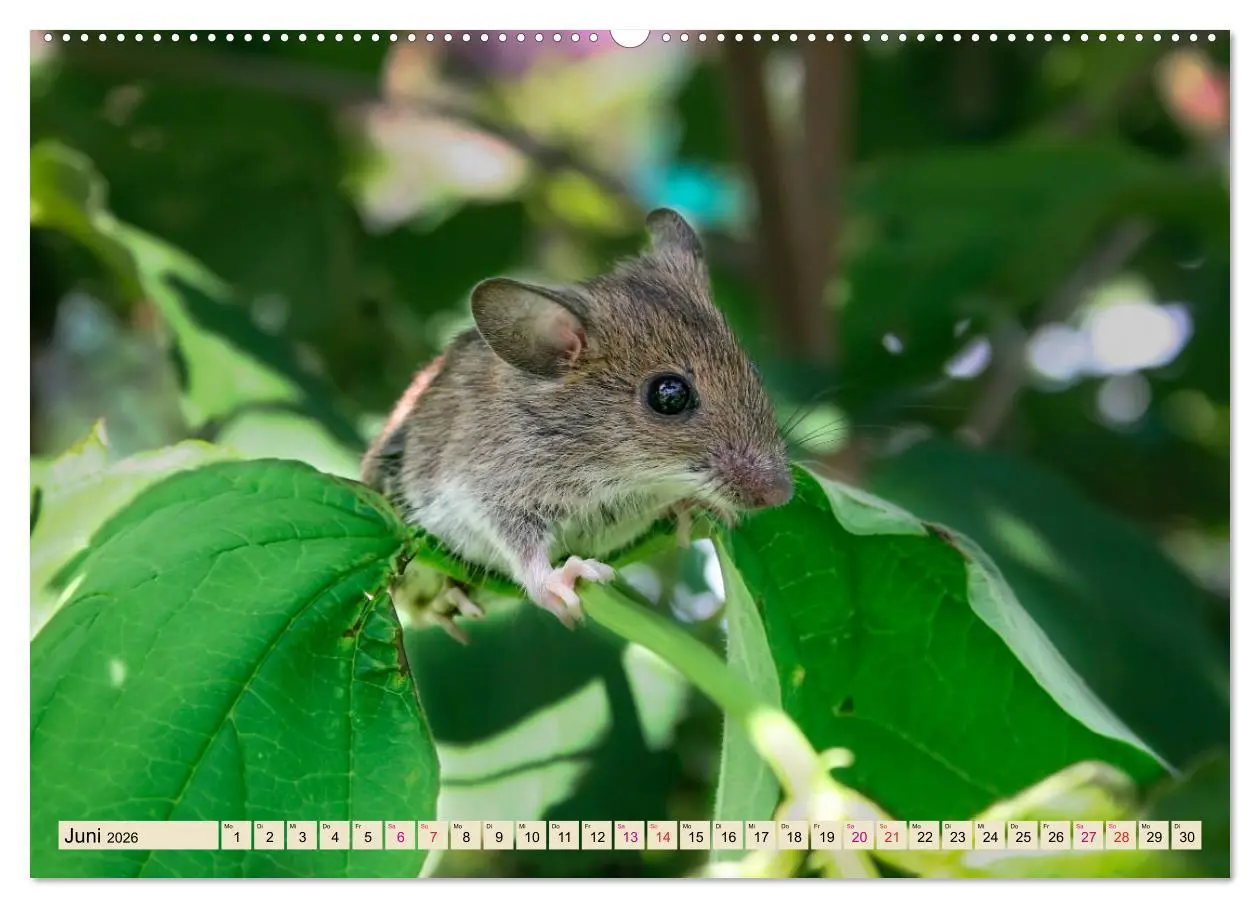 Bild: 9783457837825 | Kleiner Nager - Maus (Wandkalender 2026 DIN A2 quer), CALVENDO...