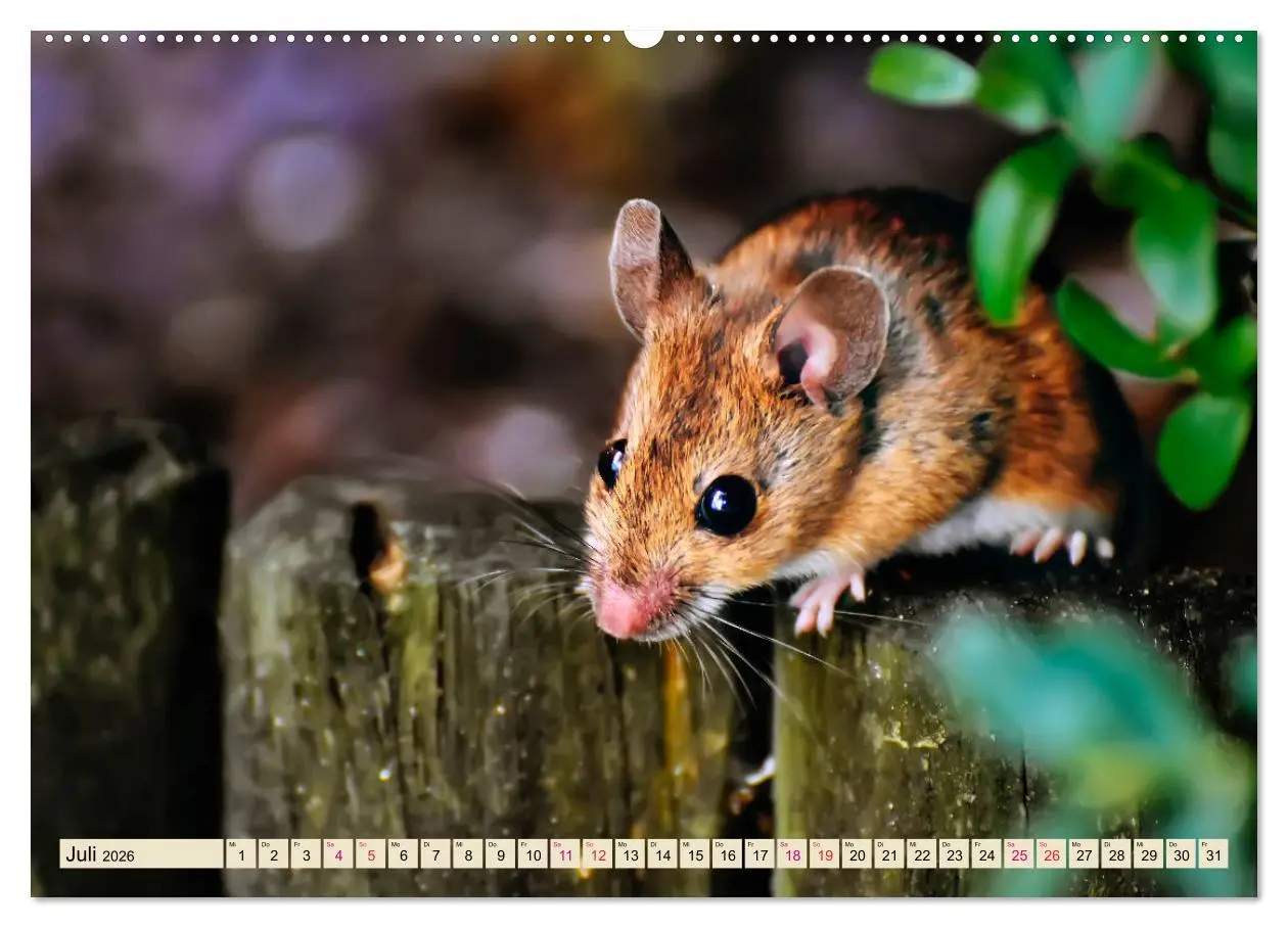 Bild: 9783457837825 | Kleiner Nager - Maus (Wandkalender 2026 DIN A2 quer), CALVENDO...