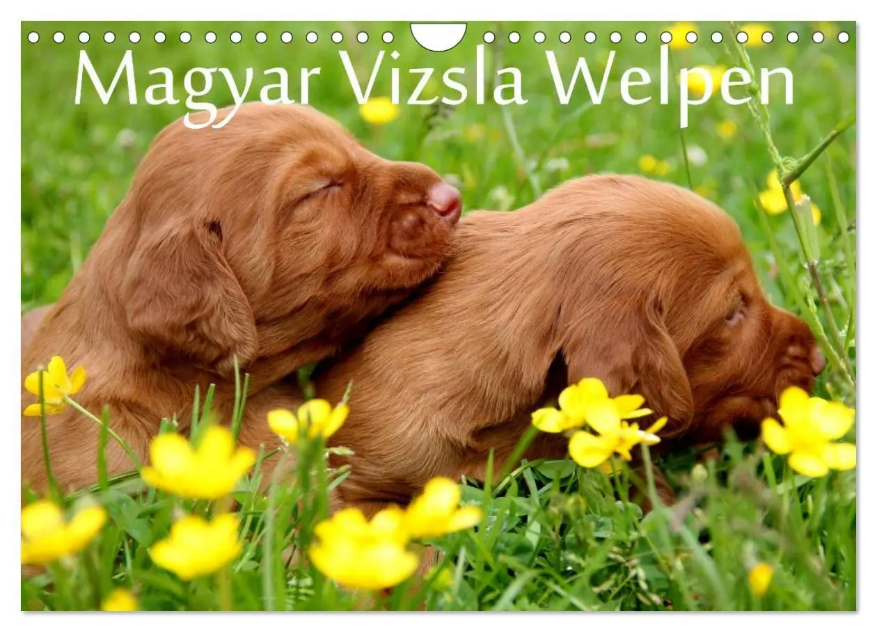 Cover: 9783516167825 | Magyar Vizsla Welpen (Wandkalender 2026 DIN A4 quer), CALVENDO...
