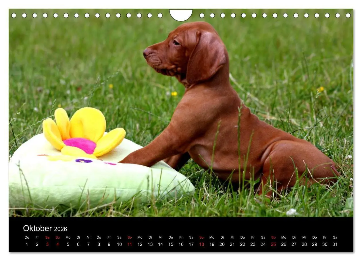 Bild: 9783516167825 | Magyar Vizsla Welpen (Wandkalender 2026 DIN A4 quer), CALVENDO...
