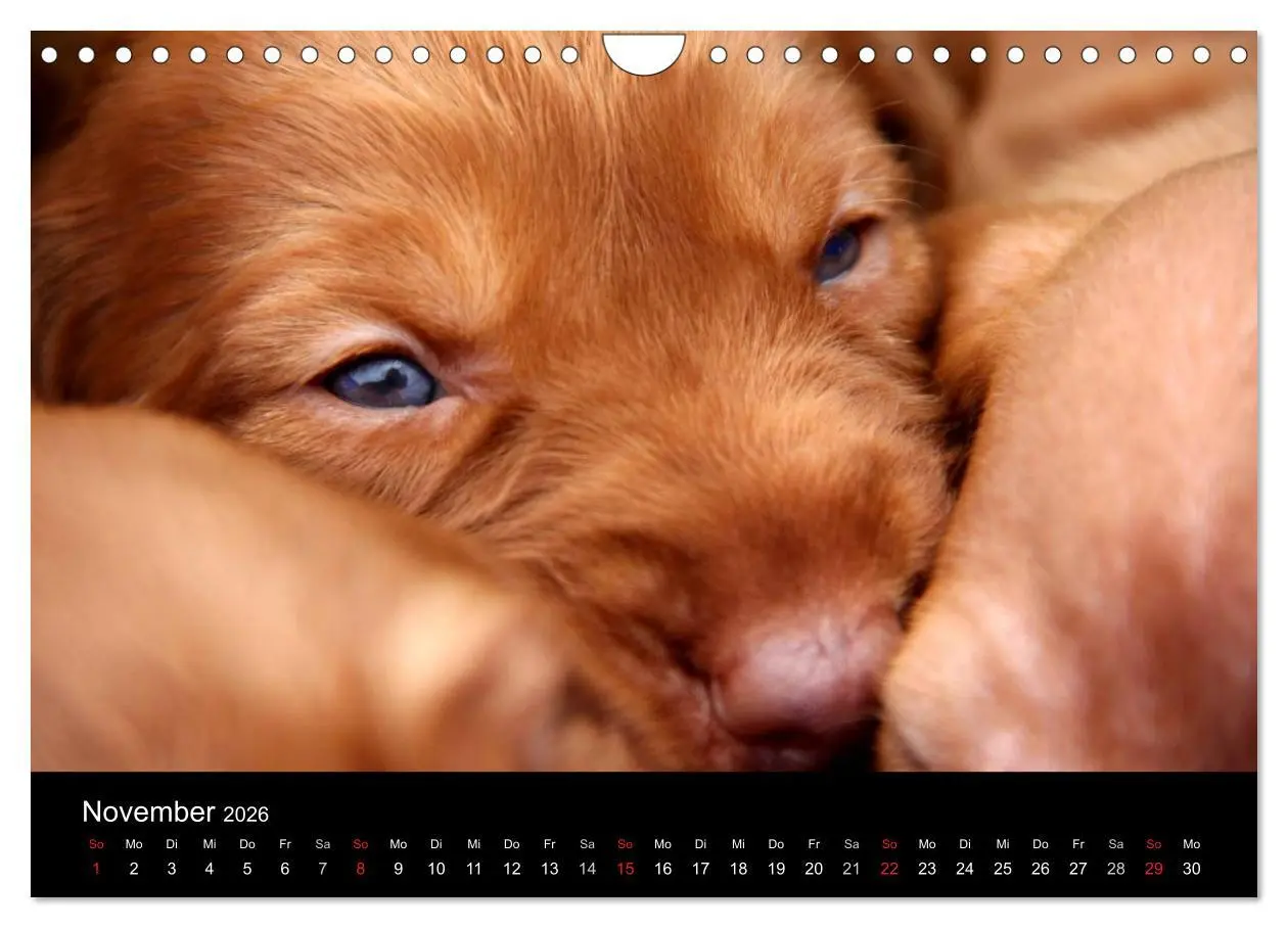 Bild: 9783516167825 | Magyar Vizsla Welpen (Wandkalender 2026 DIN A4 quer), CALVENDO...