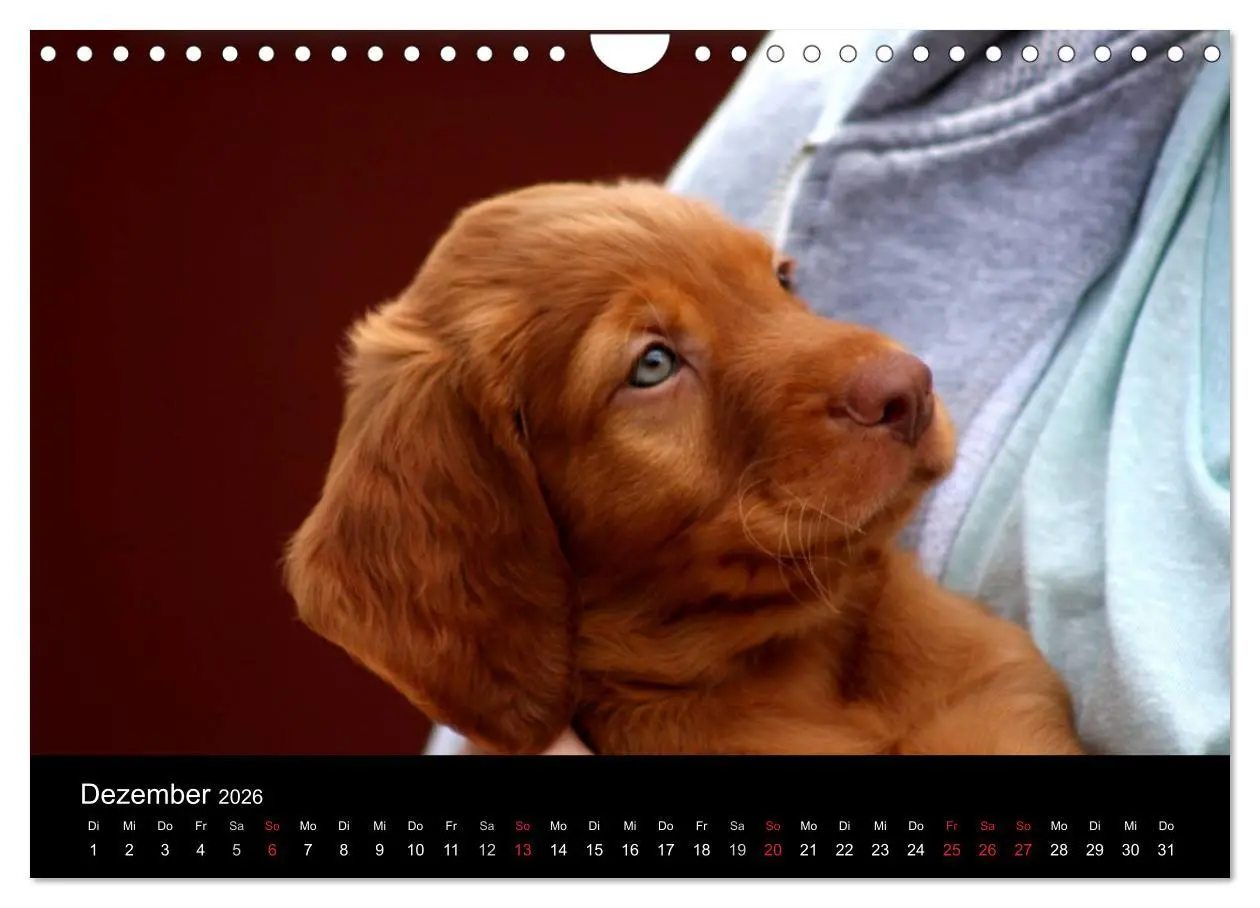 Bild: 9783516167825 | Magyar Vizsla Welpen (Wandkalender 2026 DIN A4 quer), CALVENDO...