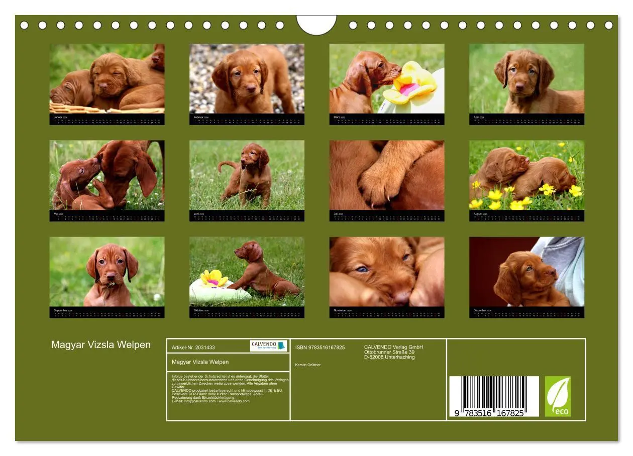 Bild: 9783516167825 | Magyar Vizsla Welpen (Wandkalender 2026 DIN A4 quer), CALVENDO...