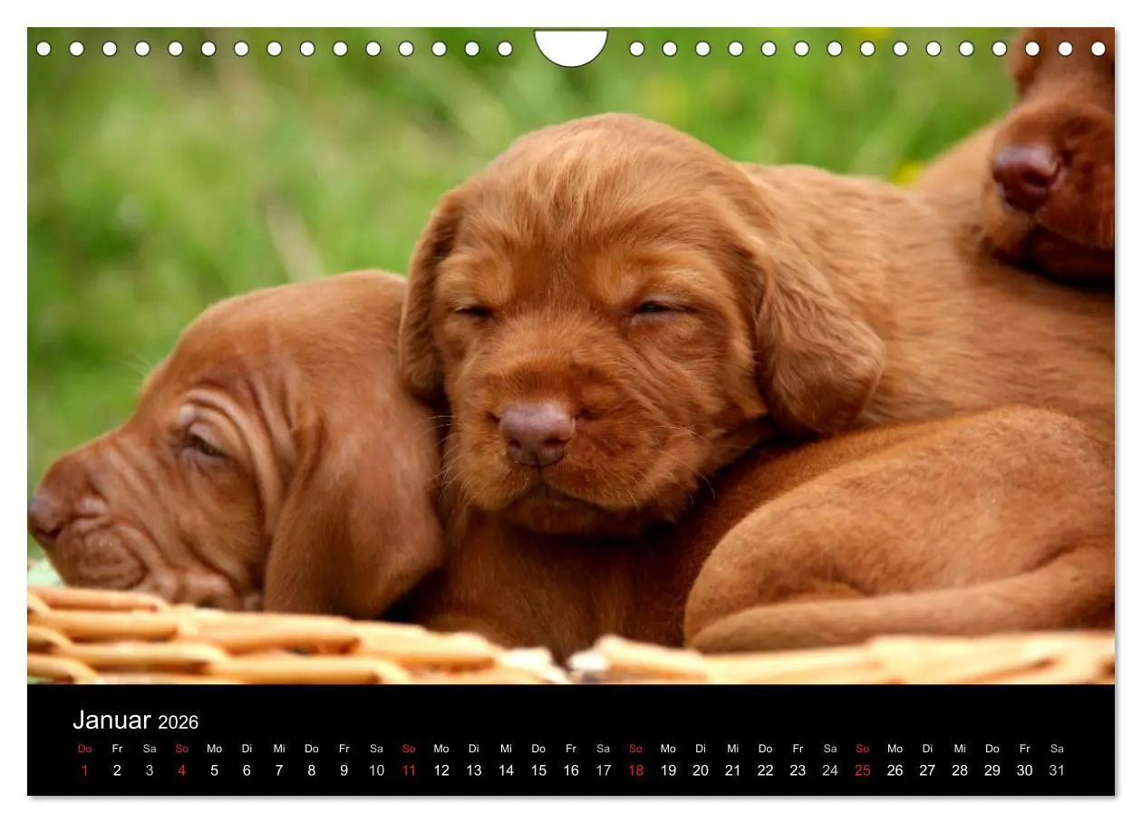 Bild: 9783516167825 | Magyar Vizsla Welpen (Wandkalender 2026 DIN A4 quer), CALVENDO...