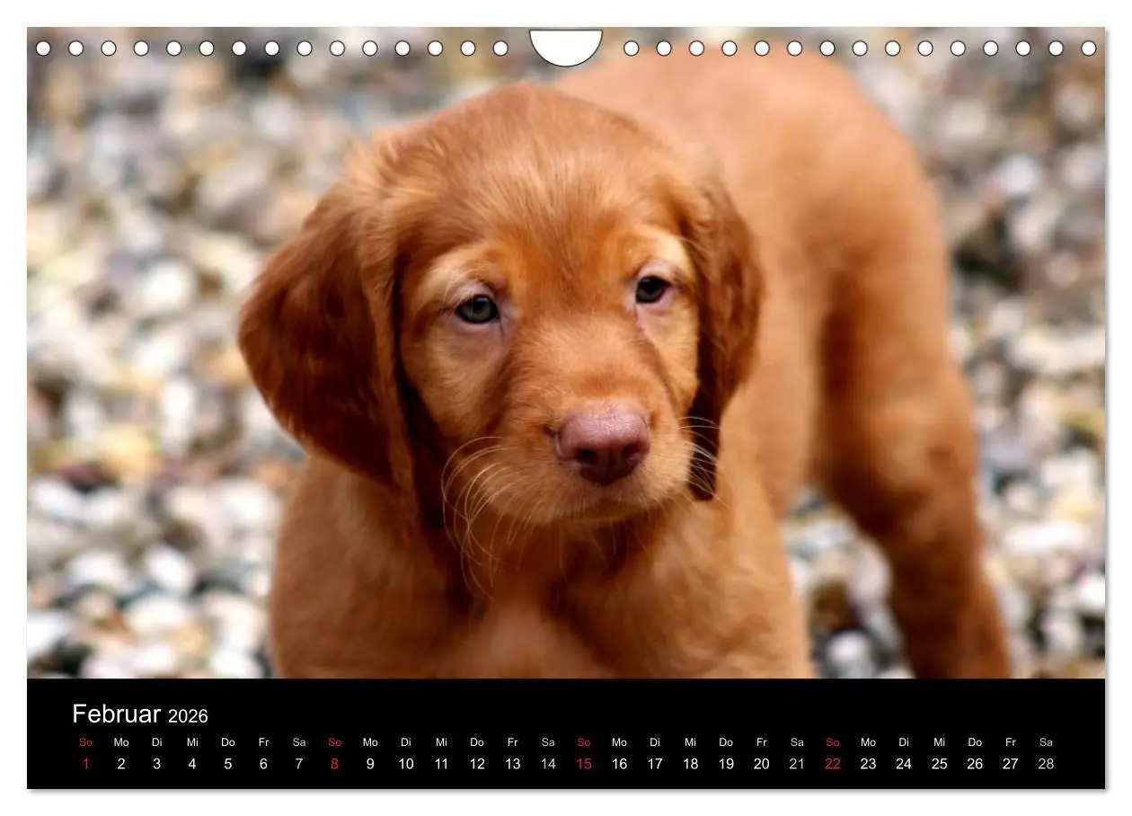 Bild: 9783516167825 | Magyar Vizsla Welpen (Wandkalender 2026 DIN A4 quer), CALVENDO...