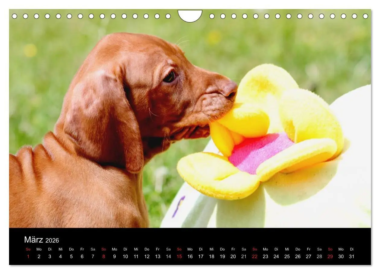 Bild: 9783516167825 | Magyar Vizsla Welpen (Wandkalender 2026 DIN A4 quer), CALVENDO...