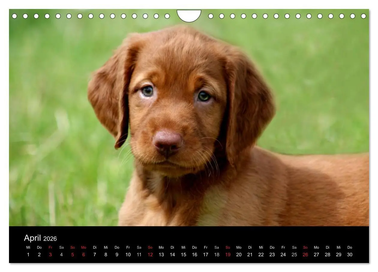 Bild: 9783516167825 | Magyar Vizsla Welpen (Wandkalender 2026 DIN A4 quer), CALVENDO...