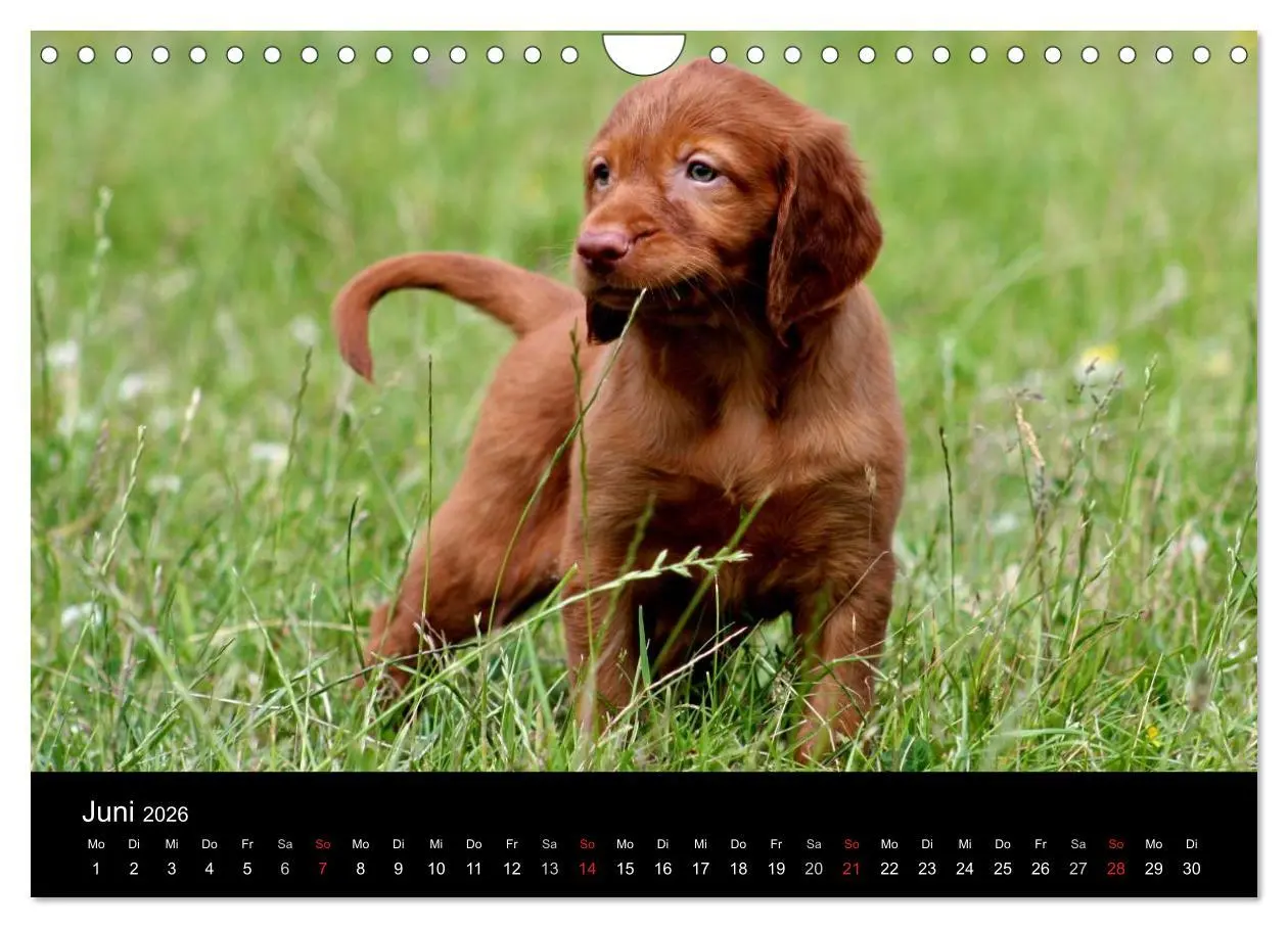 Bild: 9783516167825 | Magyar Vizsla Welpen (Wandkalender 2026 DIN A4 quer), CALVENDO...