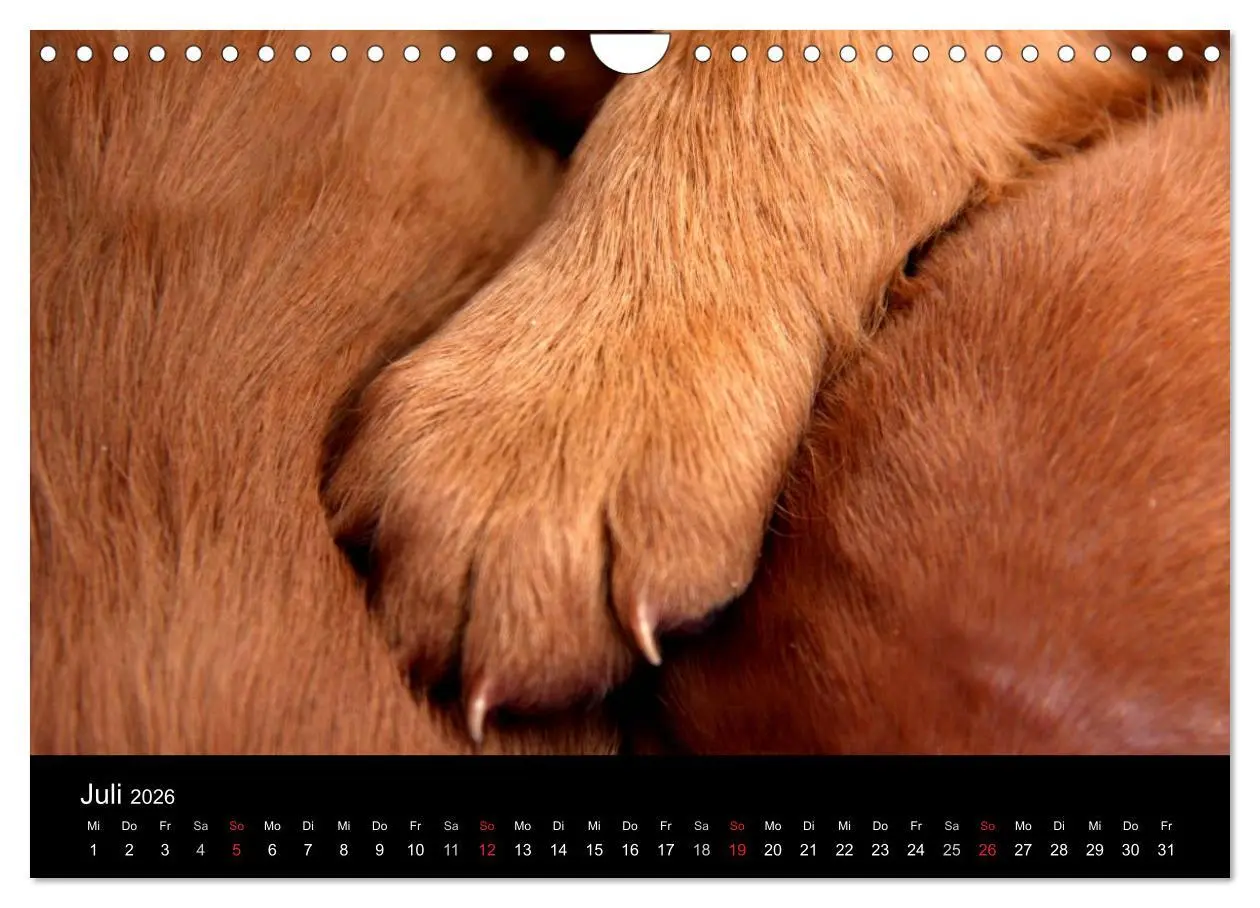 Bild: 9783516167825 | Magyar Vizsla Welpen (Wandkalender 2026 DIN A4 quer), CALVENDO...