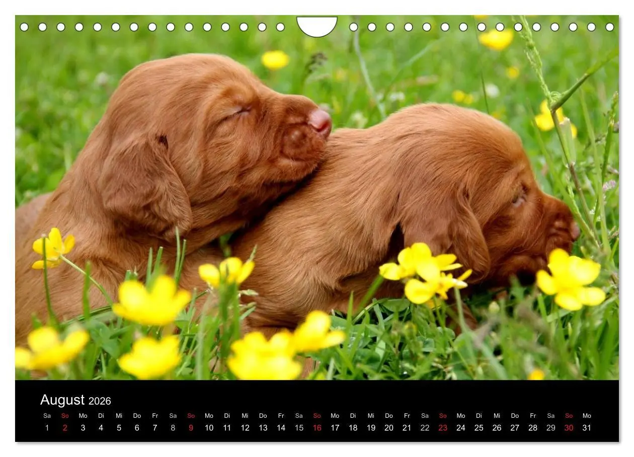 Bild: 9783516167825 | Magyar Vizsla Welpen (Wandkalender 2026 DIN A4 quer), CALVENDO...