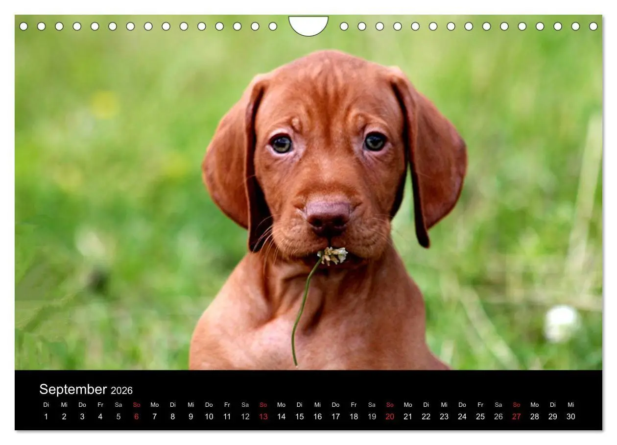 Bild: 9783516167825 | Magyar Vizsla Welpen (Wandkalender 2026 DIN A4 quer), CALVENDO...
