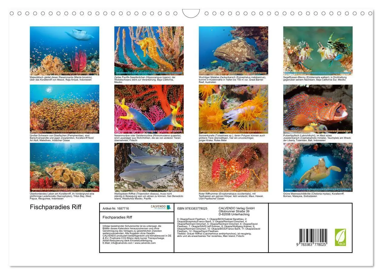 Bild: 9783383778025 | Fischparadies Riff (Wandkalender 2025 DIN A3 quer), CALVENDO...