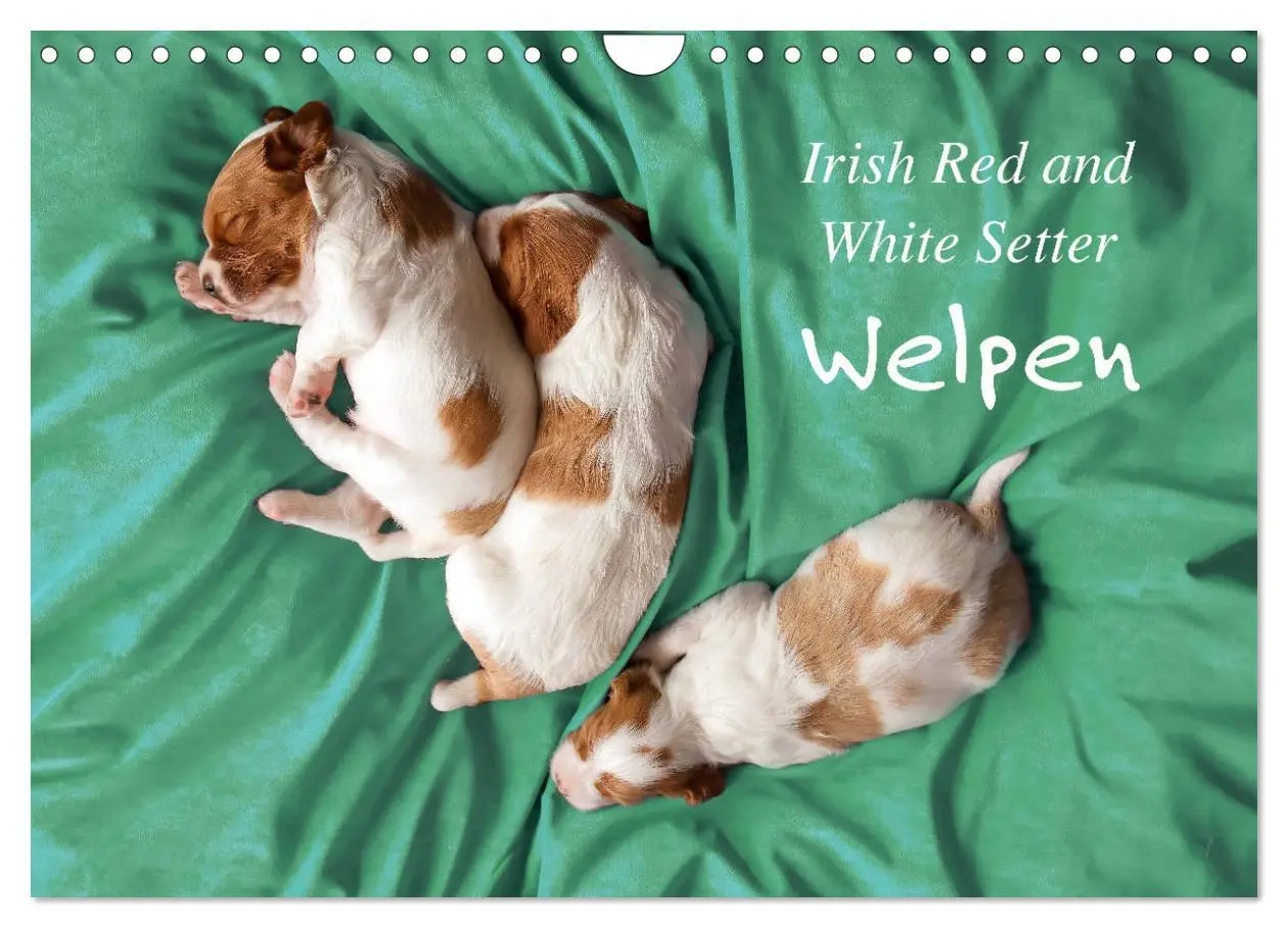 Cover: 9783457718025 | Irish Red and White Setter Welpen (Wandkalender 2026 DIN A4 quer),...