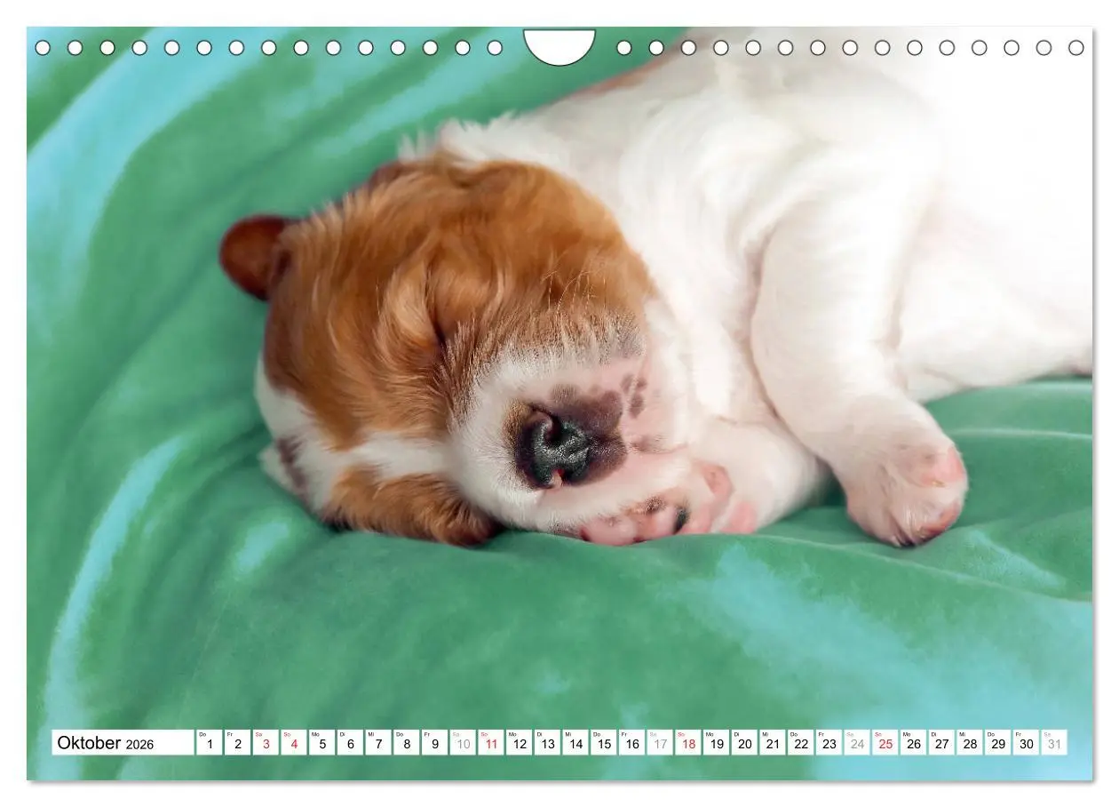 Bild: 9783457718025 | Irish Red and White Setter Welpen (Wandkalender 2026 DIN A4 quer),...