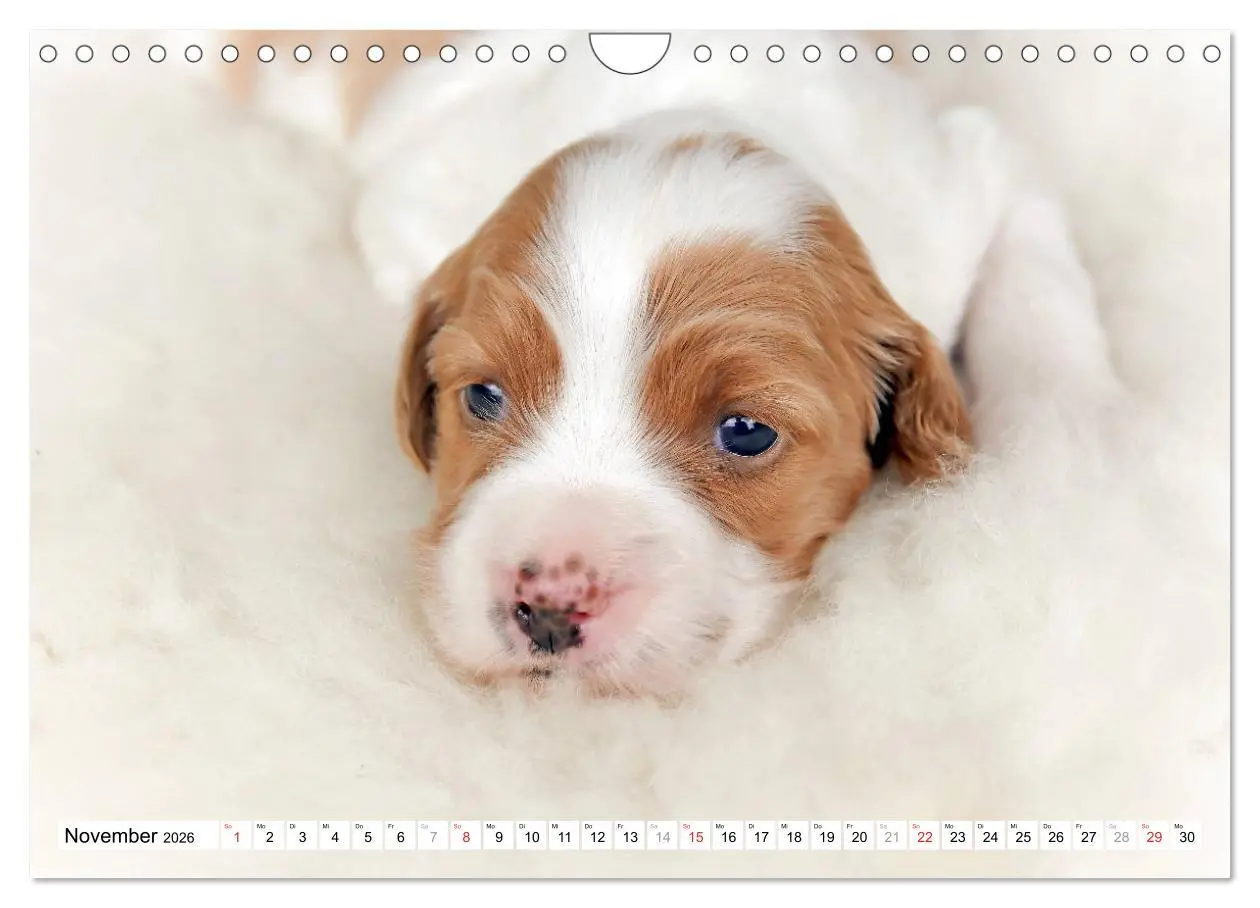 Bild: 9783457718025 | Irish Red and White Setter Welpen (Wandkalender 2026 DIN A4 quer),...