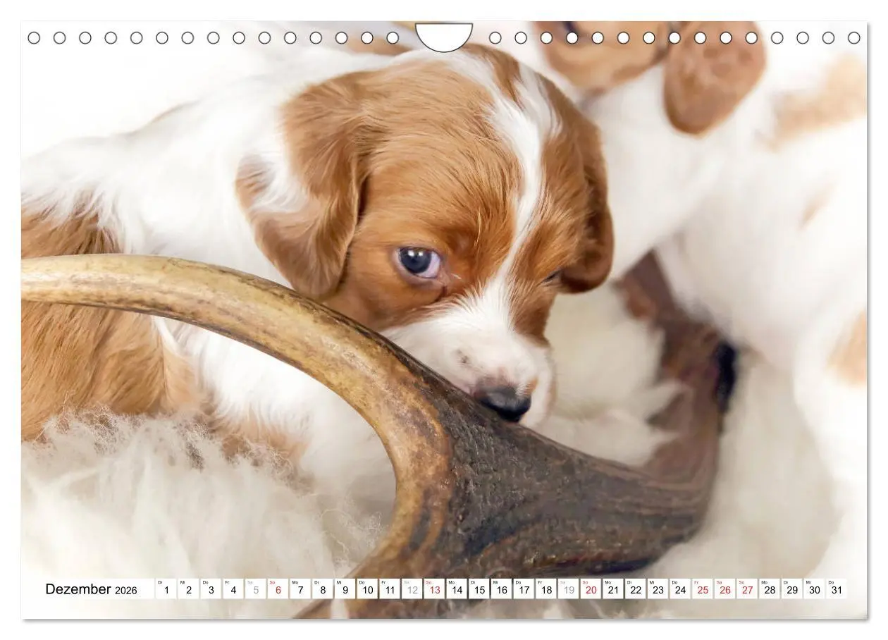 Bild: 9783457718025 | Irish Red and White Setter Welpen (Wandkalender 2026 DIN A4 quer),...
