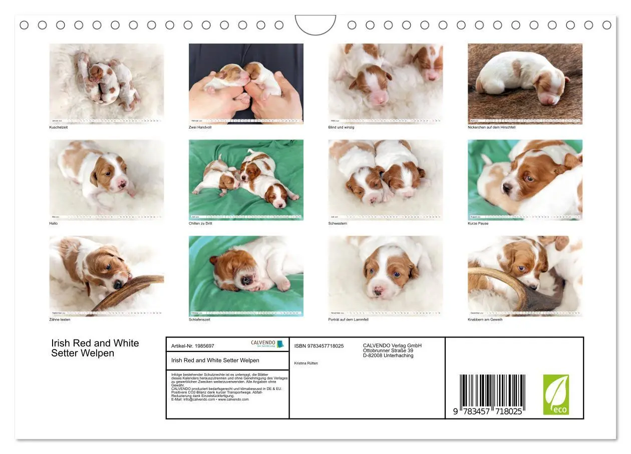 Bild: 9783457718025 | Irish Red and White Setter Welpen (Wandkalender 2026 DIN A4 quer),...