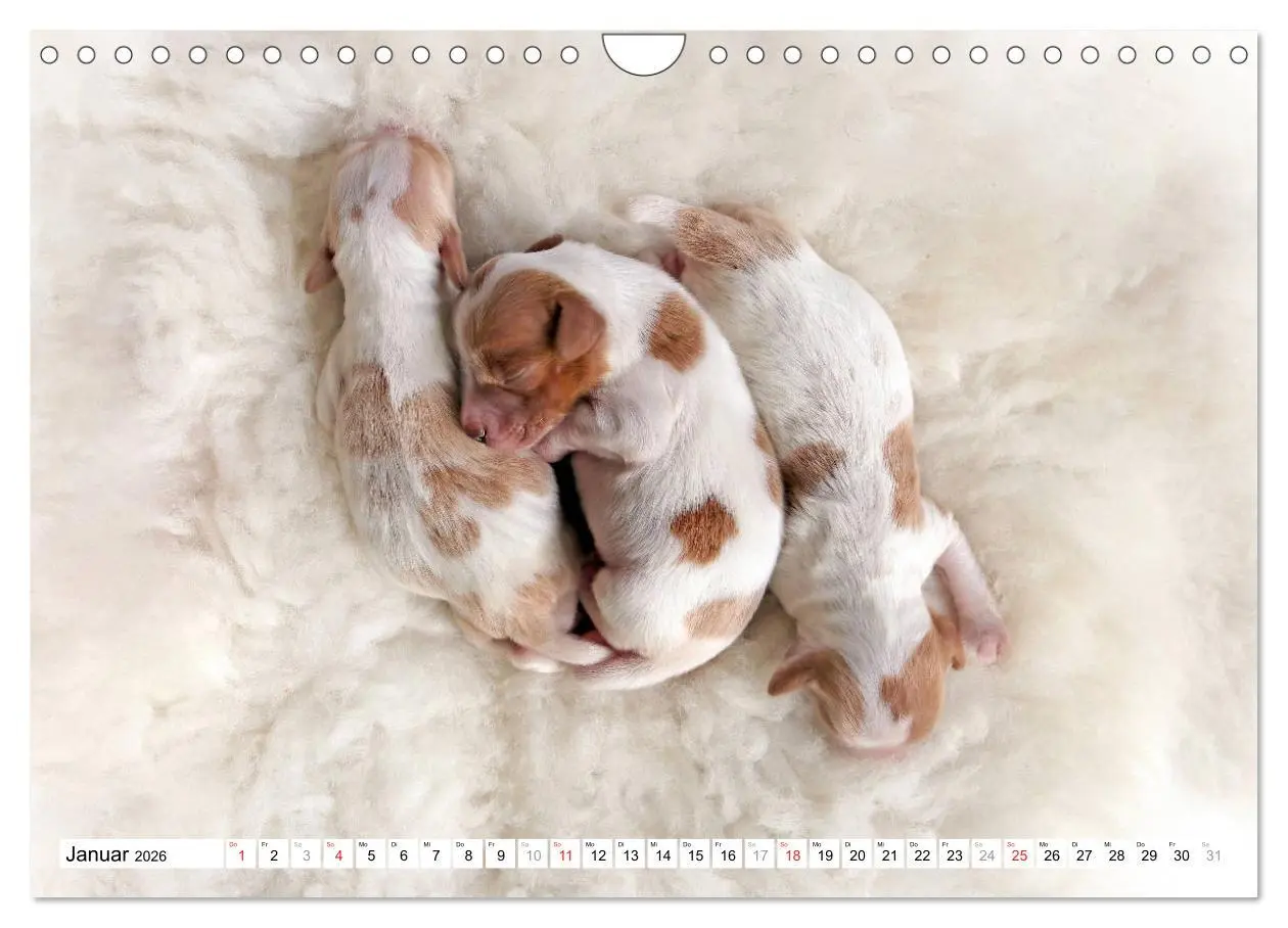 Bild: 9783457718025 | Irish Red and White Setter Welpen (Wandkalender 2026 DIN A4 quer),...