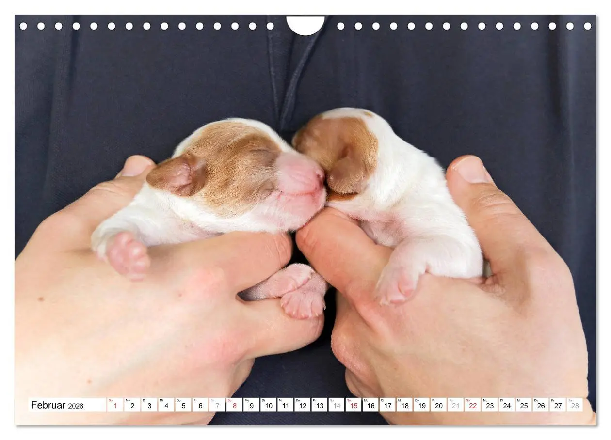 Bild: 9783457718025 | Irish Red and White Setter Welpen (Wandkalender 2026 DIN A4 quer),...