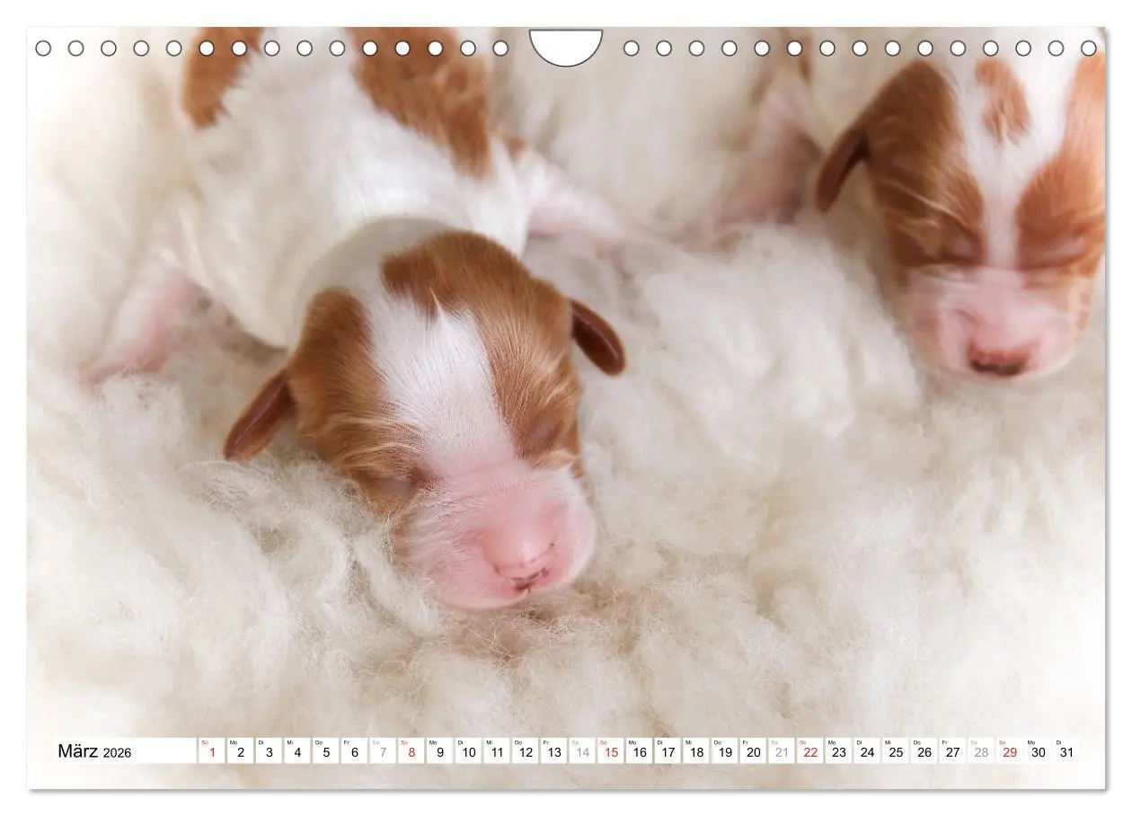 Bild: 9783457718025 | Irish Red and White Setter Welpen (Wandkalender 2026 DIN A4 quer),...