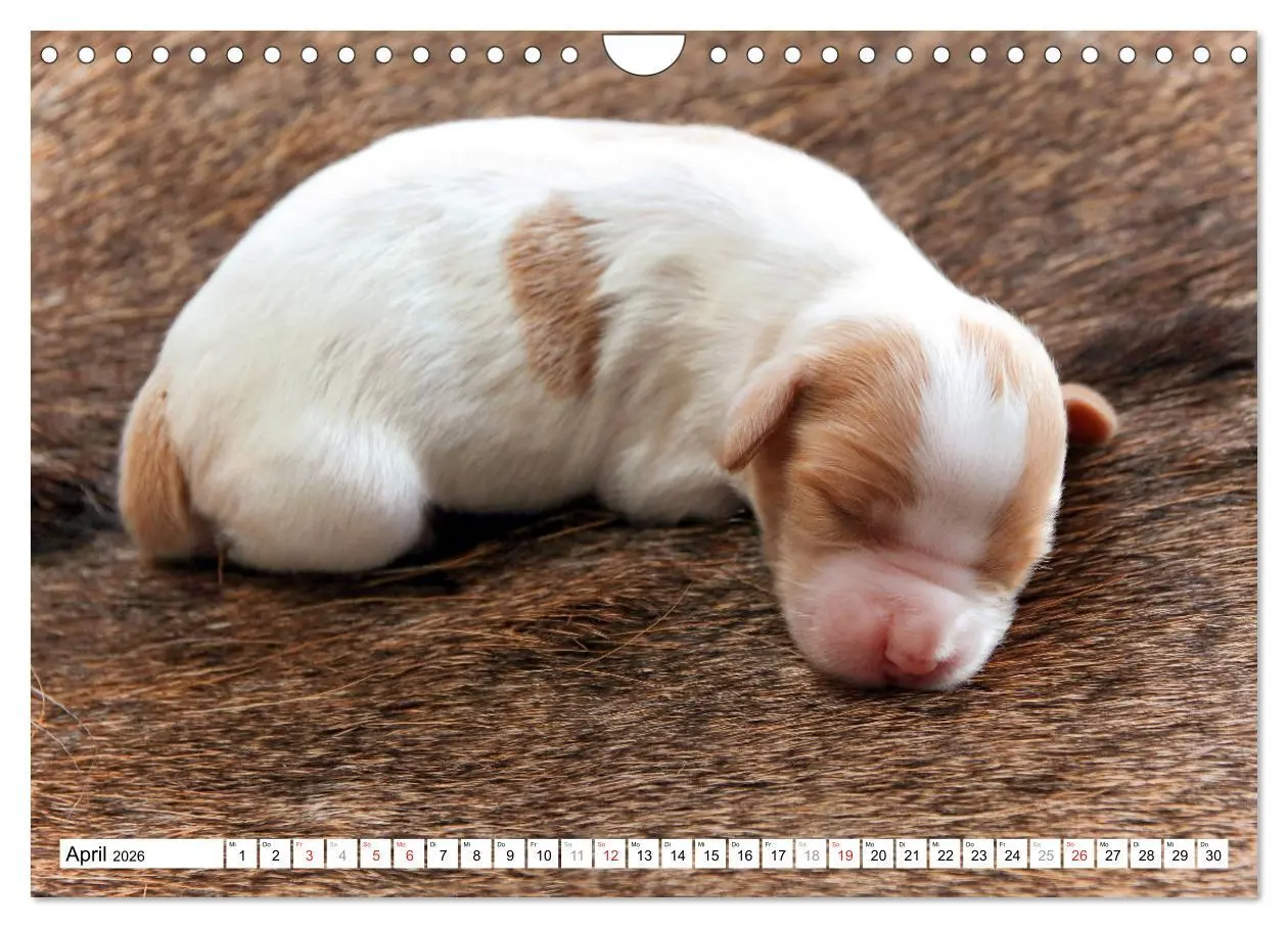 Bild: 9783457718025 | Irish Red and White Setter Welpen (Wandkalender 2026 DIN A4 quer),...