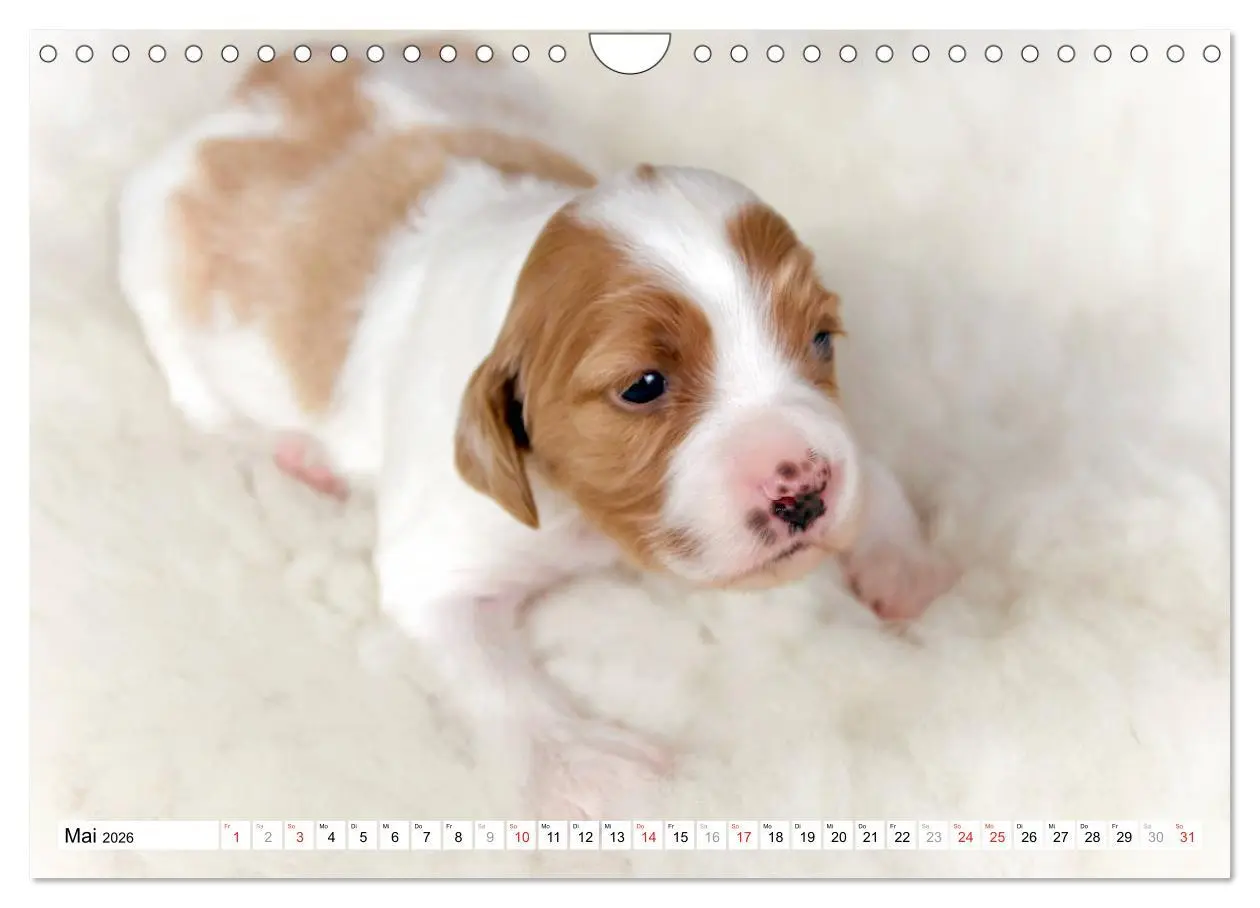Bild: 9783457718025 | Irish Red and White Setter Welpen (Wandkalender 2026 DIN A4 quer),...