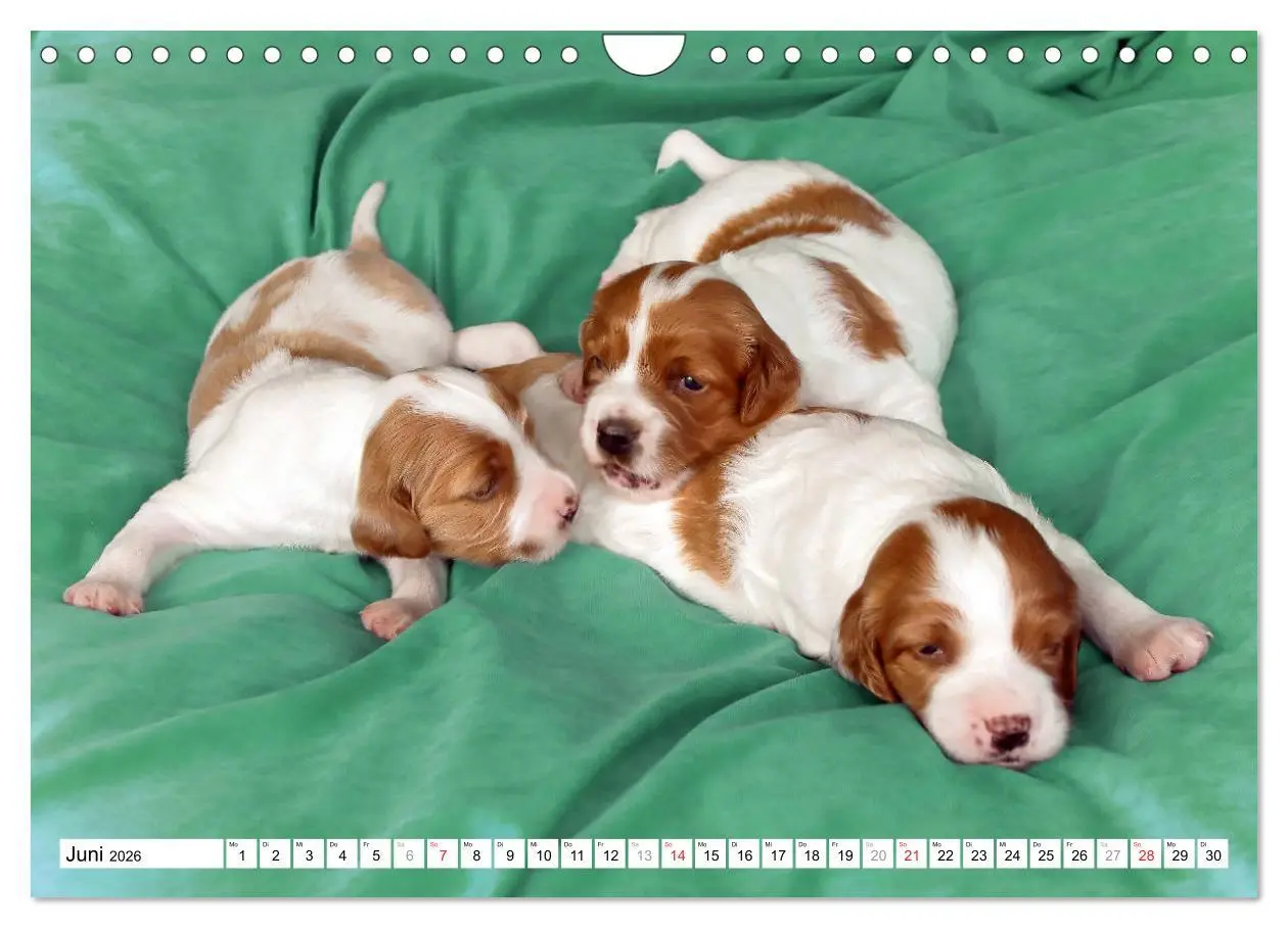 Bild: 9783457718025 | Irish Red and White Setter Welpen (Wandkalender 2026 DIN A4 quer),...