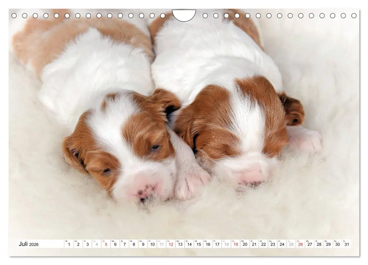 Bild: 9783457718025 | Irish Red and White Setter Welpen (Wandkalender 2026 DIN A4 quer),...