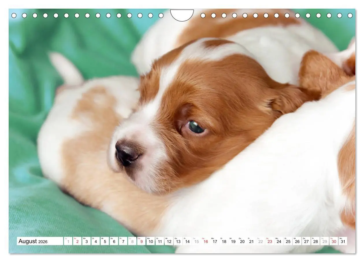 Bild: 9783457718025 | Irish Red and White Setter Welpen (Wandkalender 2026 DIN A4 quer),...