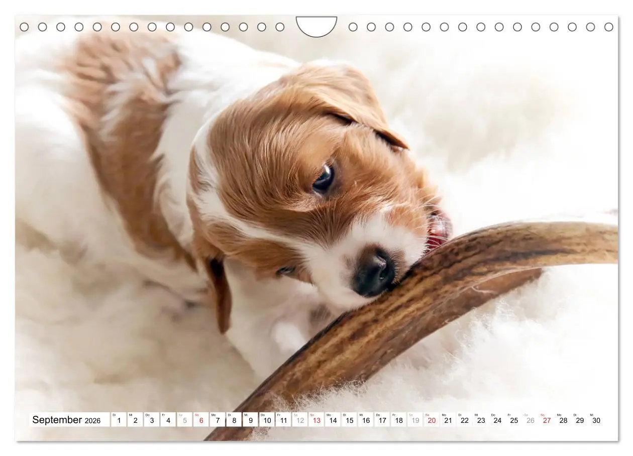 Bild: 9783457718025 | Irish Red and White Setter Welpen (Wandkalender 2026 DIN A4 quer),...