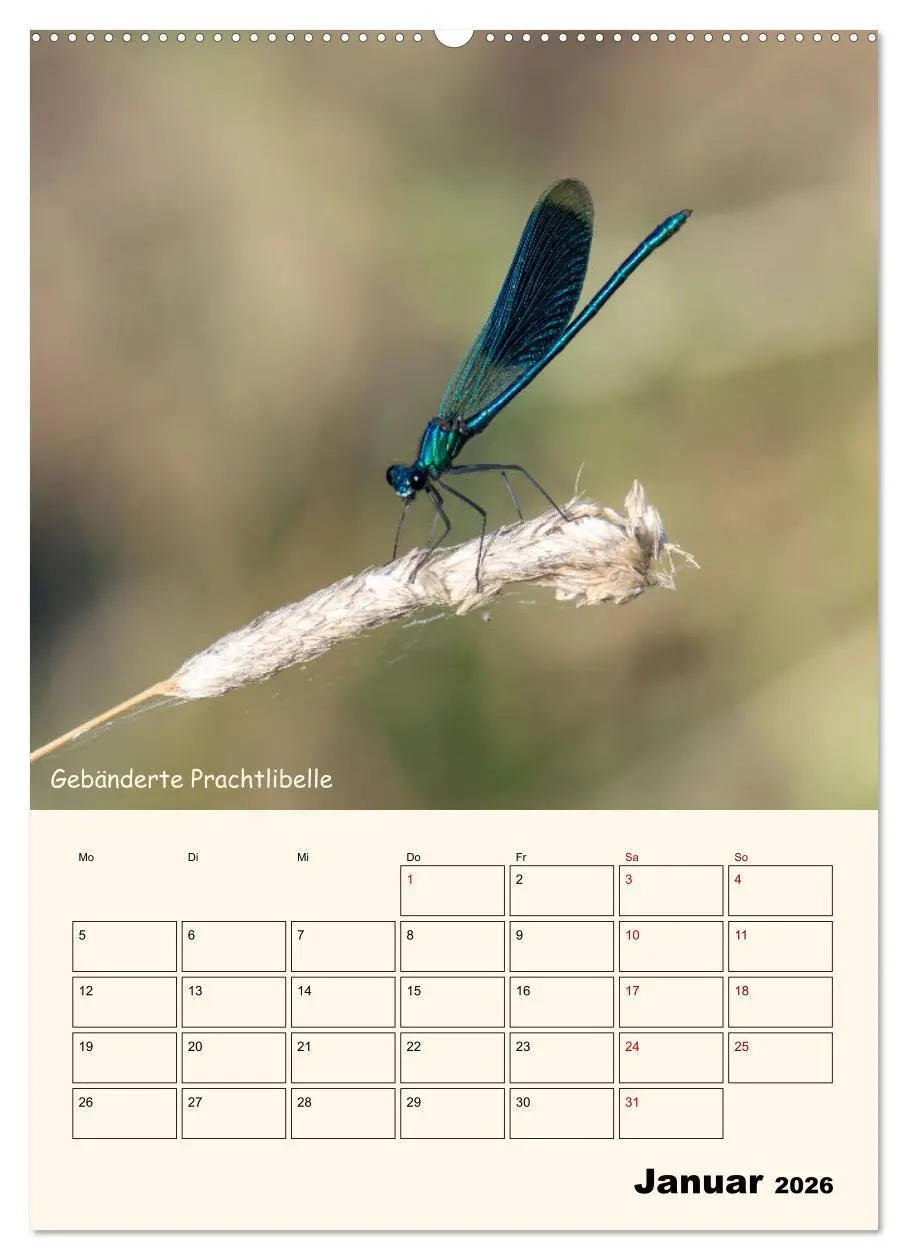 Bild: 9783457258125 | Libellen - Flugkünstler in Bayern (Wandkalender 2026 DIN A2 hoch),...