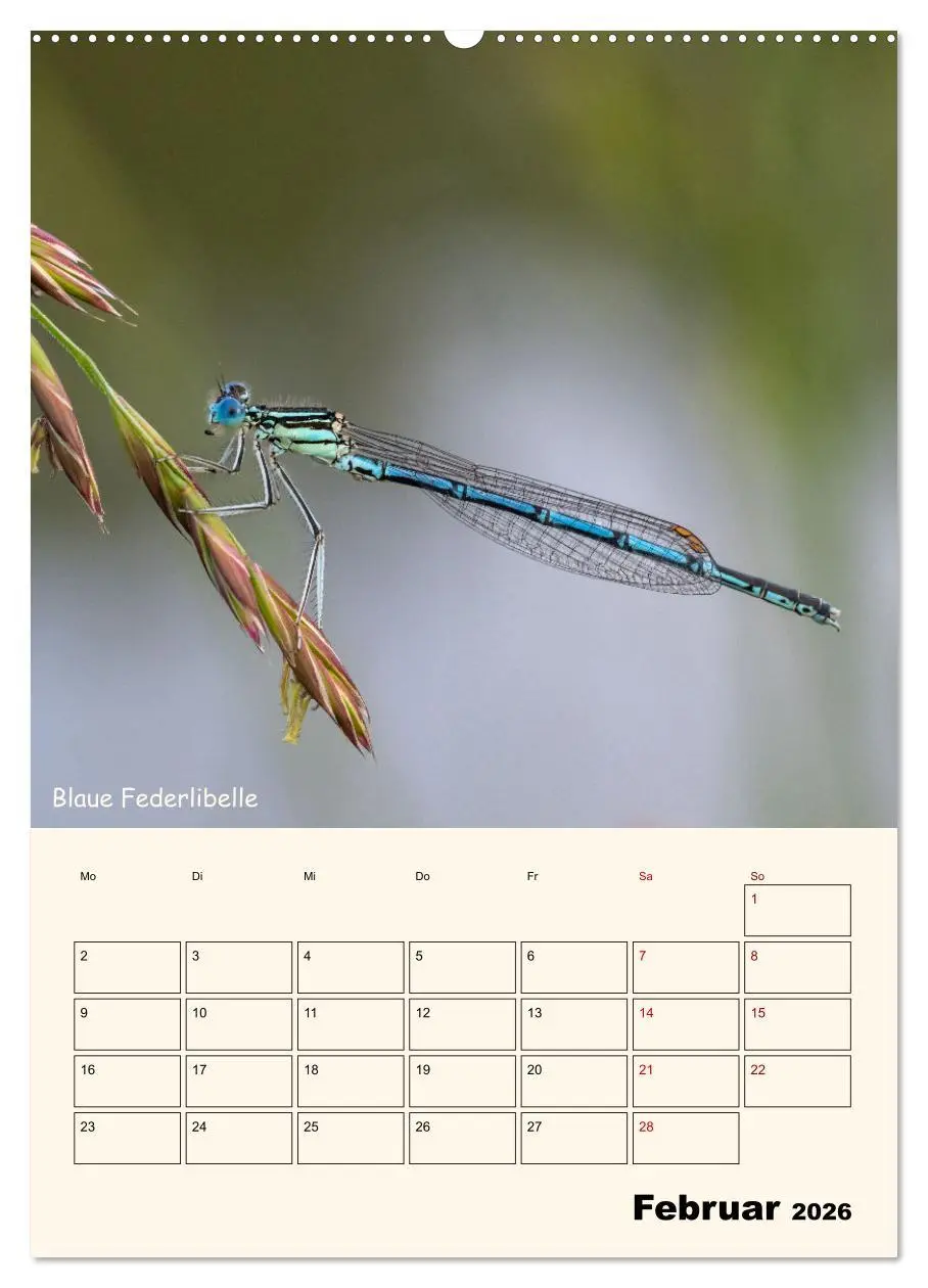 Bild: 9783457258125 | Libellen - Flugkünstler in Bayern (Wandkalender 2026 DIN A2 hoch),...