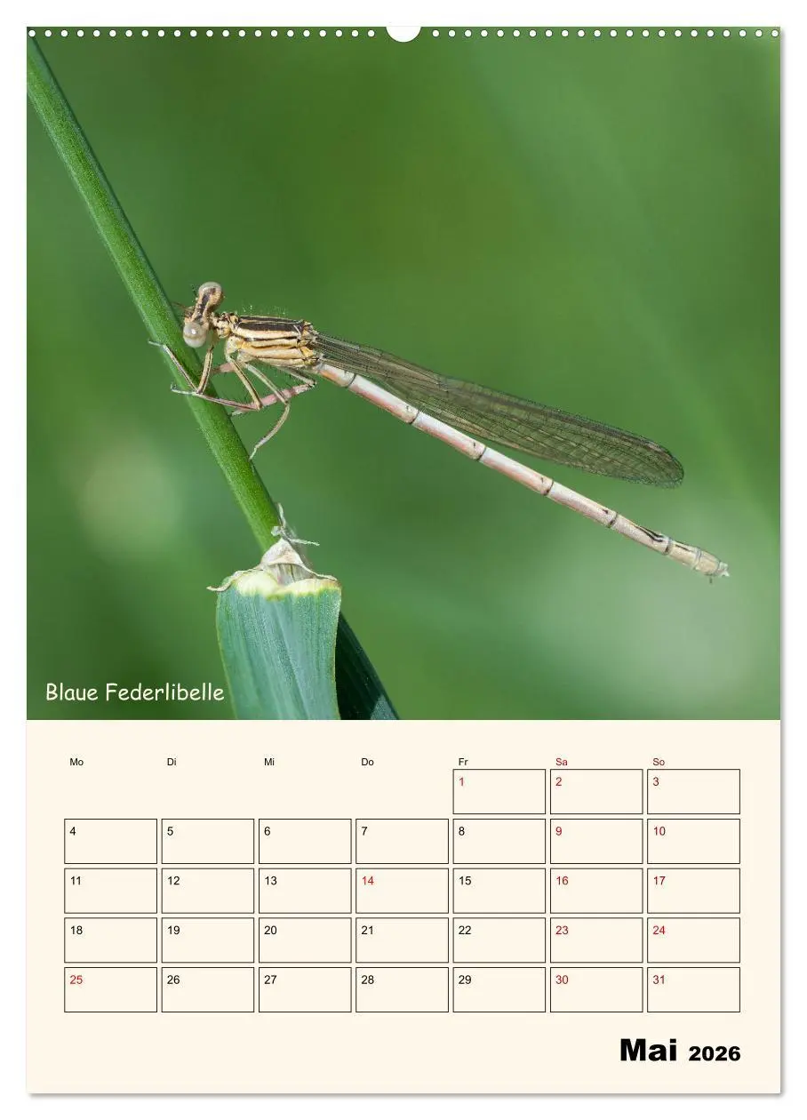 Bild: 9783457258125 | Libellen - Flugkünstler in Bayern (Wandkalender 2026 DIN A2 hoch),...