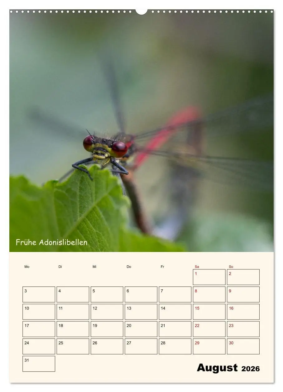 Bild: 9783457258125 | Libellen - Flugkünstler in Bayern (Wandkalender 2026 DIN A2 hoch),...