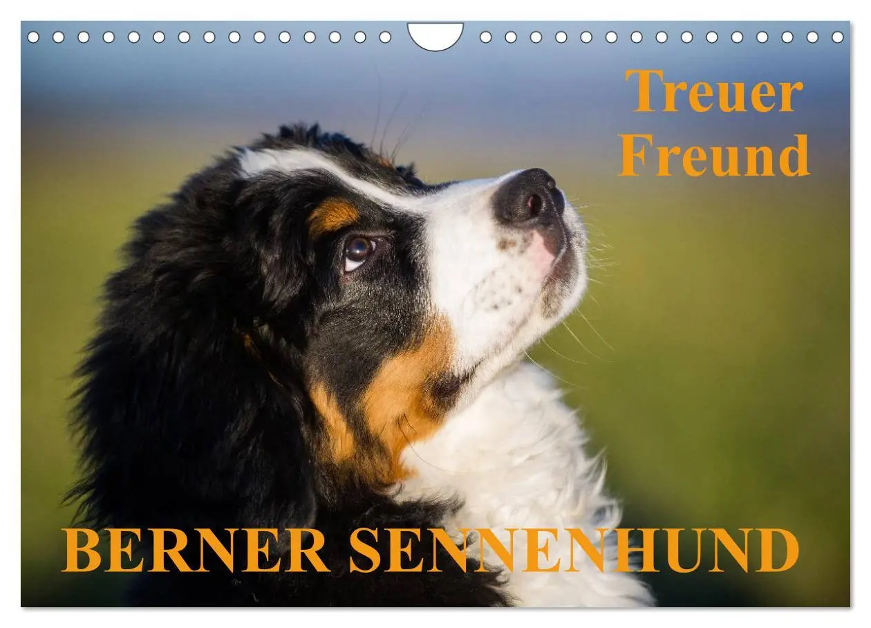 Cover: 9783516108125 | Treuer Freund Berner Sennenhund (Wandkalender 2026 DIN A4 quer),...