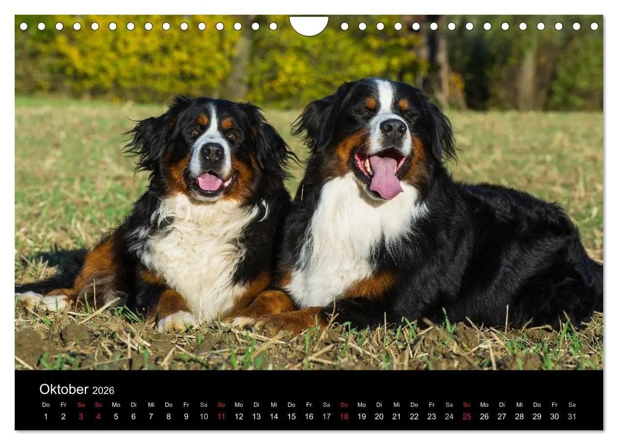 Bild: 9783516108125 | Treuer Freund Berner Sennenhund (Wandkalender 2026 DIN A4 quer),...