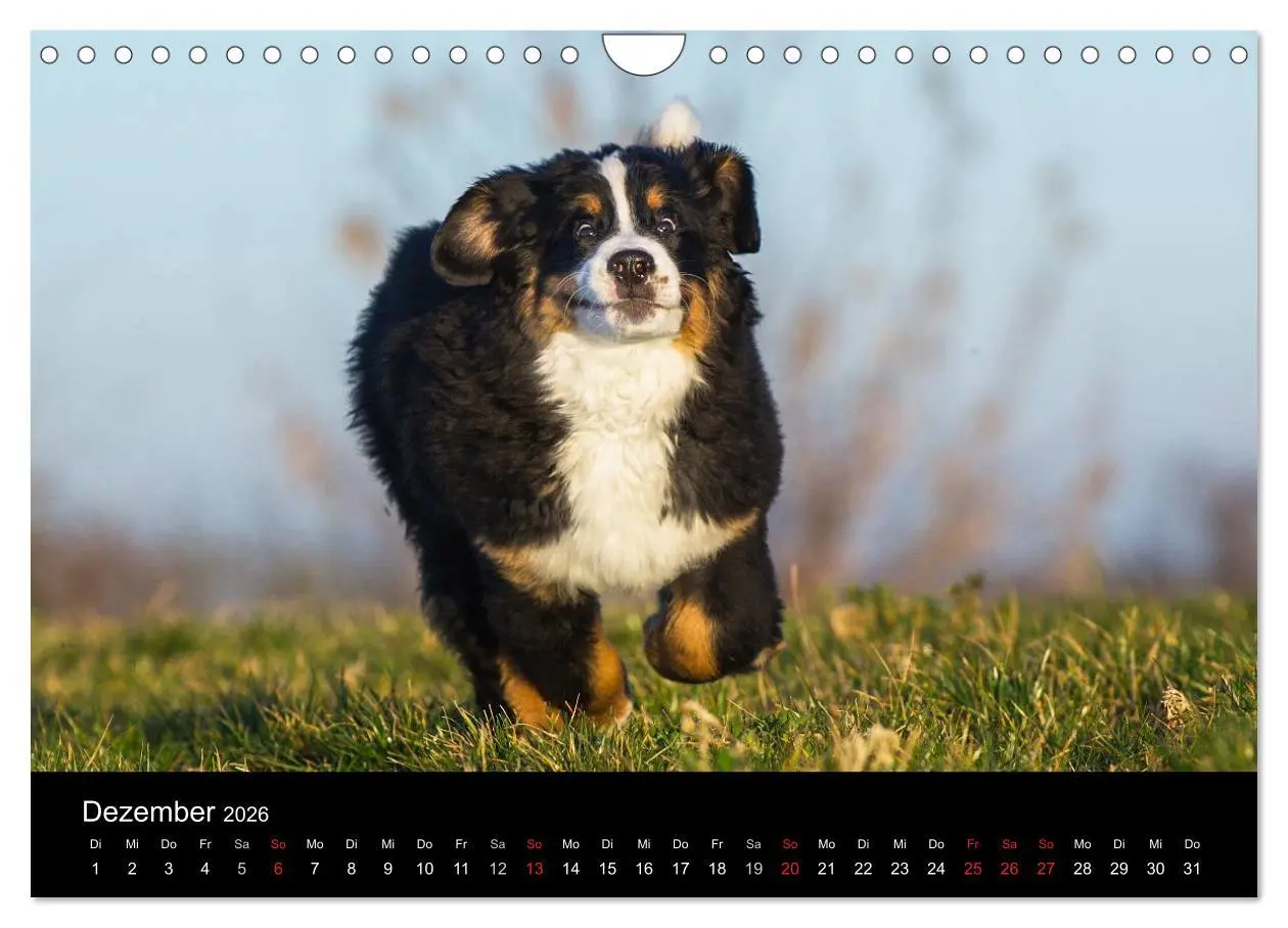 Bild: 9783516108125 | Treuer Freund Berner Sennenhund (Wandkalender 2026 DIN A4 quer),...
