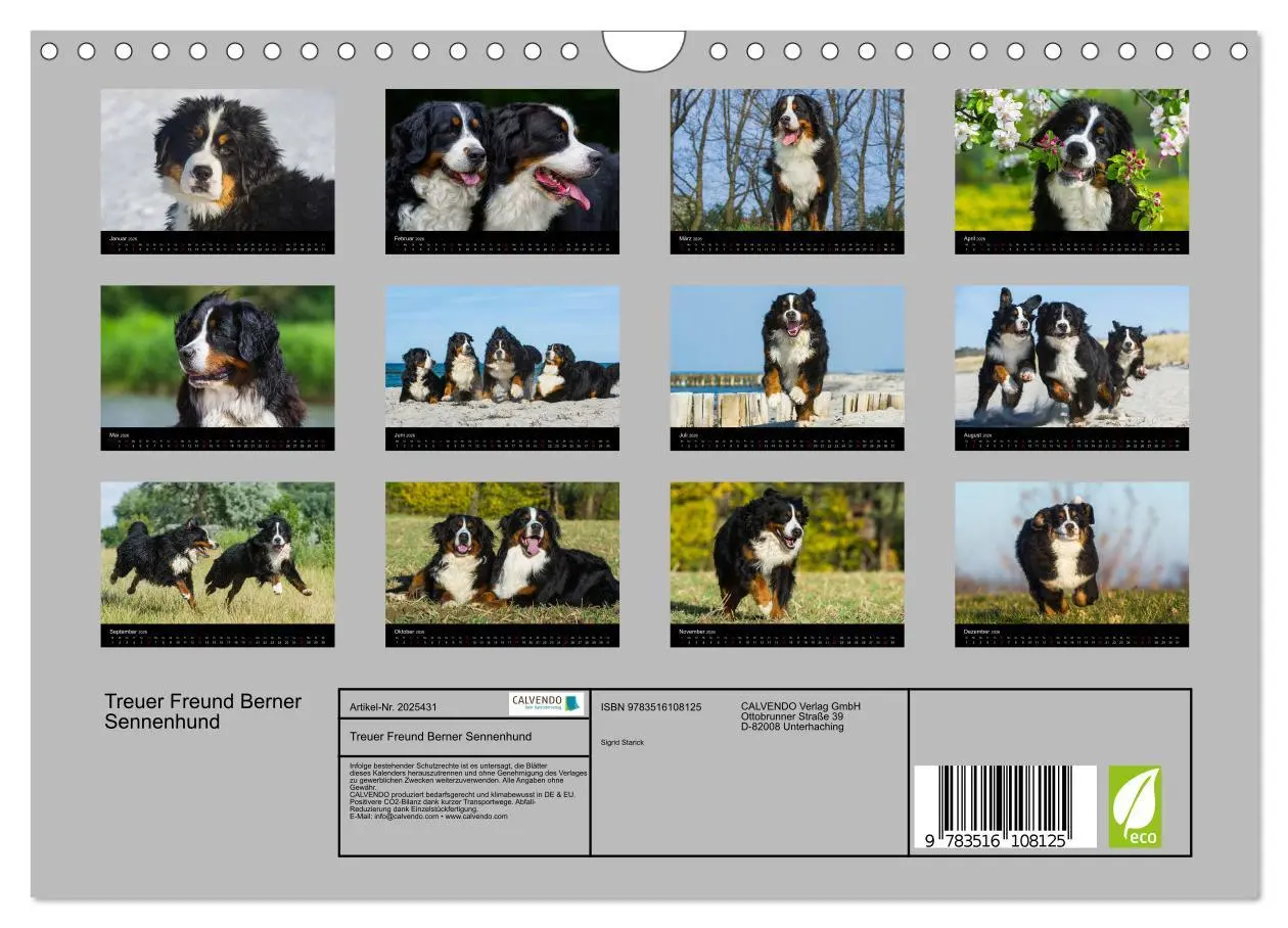 Bild: 9783516108125 | Treuer Freund Berner Sennenhund (Wandkalender 2026 DIN A4 quer),...