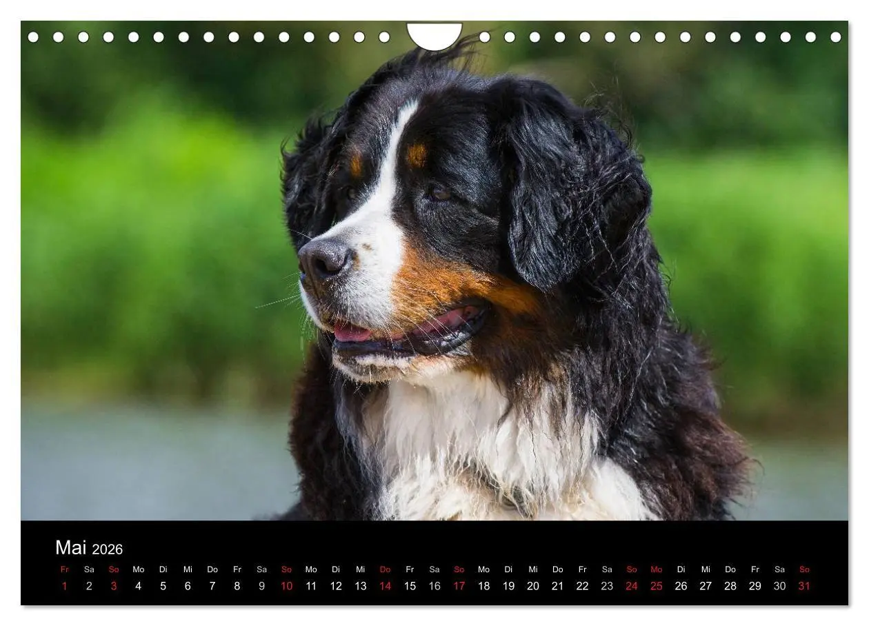 Bild: 9783516108125 | Treuer Freund Berner Sennenhund (Wandkalender 2026 DIN A4 quer),...