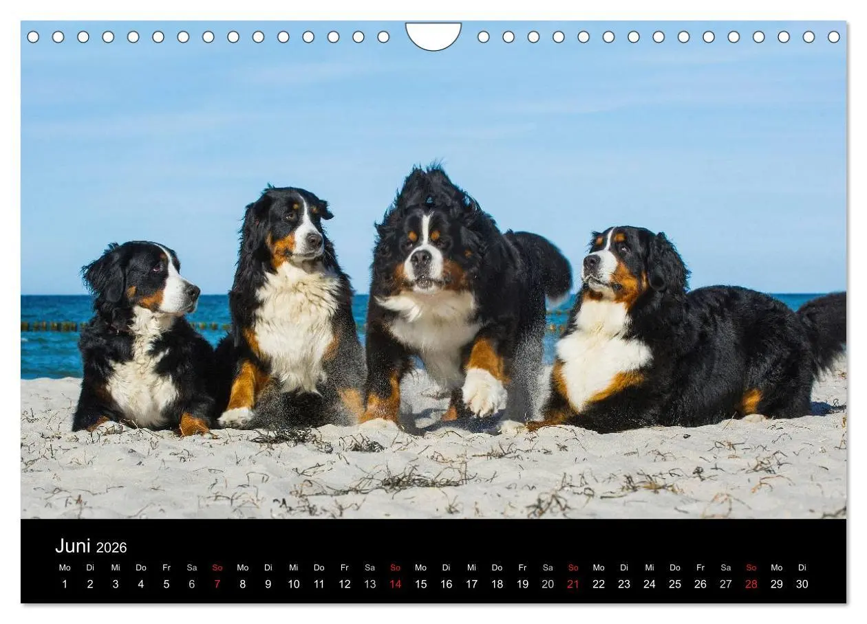 Bild: 9783516108125 | Treuer Freund Berner Sennenhund (Wandkalender 2026 DIN A4 quer),...