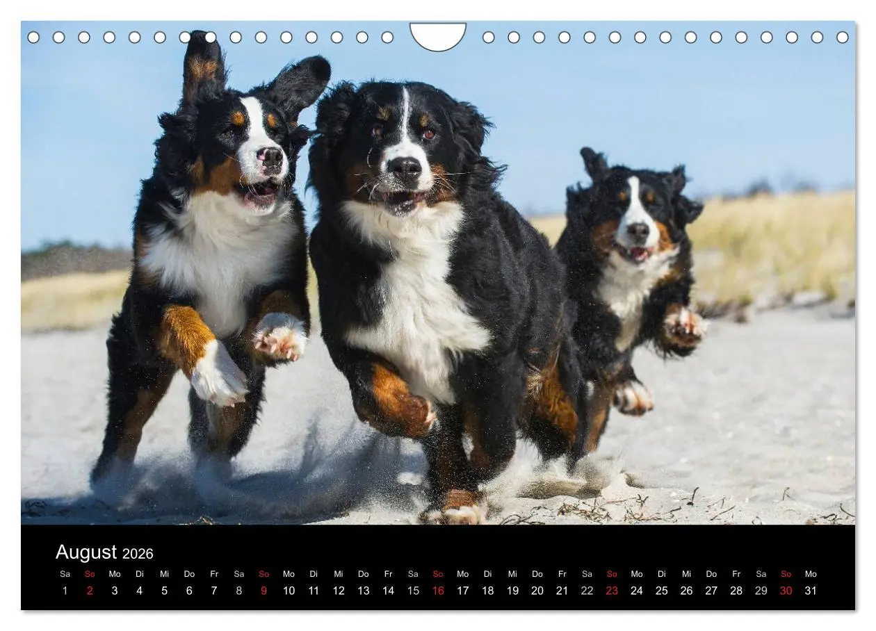 Bild: 9783516108125 | Treuer Freund Berner Sennenhund (Wandkalender 2026 DIN A4 quer),...