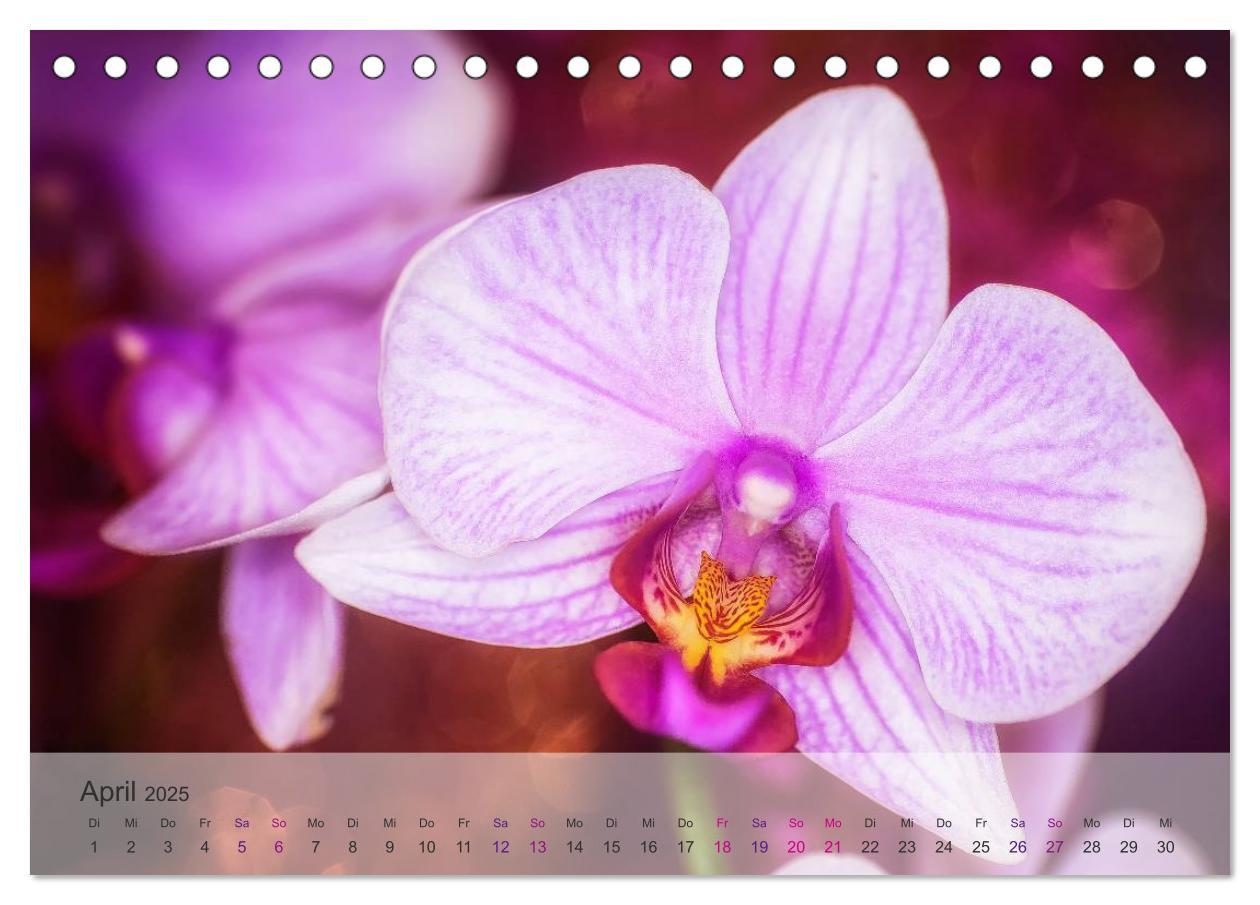 Bild: 9783435688425 | Phalaenopsis - die zauberhafte Welt der Orchideen (Tischkalender...