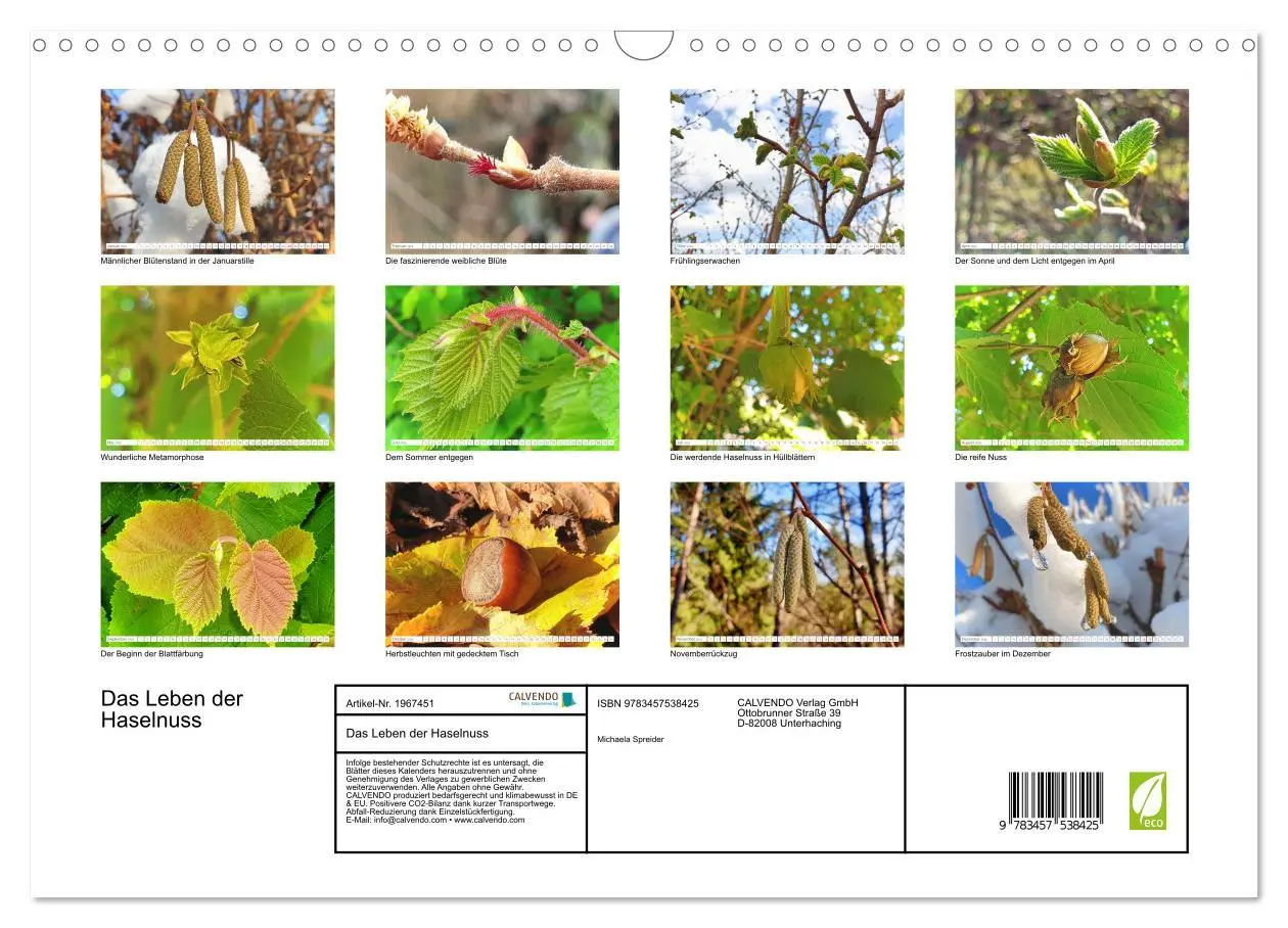 Bild: 9783457538425 | Das Leben der Haselnuss (Wandkalender 2026 DIN A3 quer), CALVENDO...
