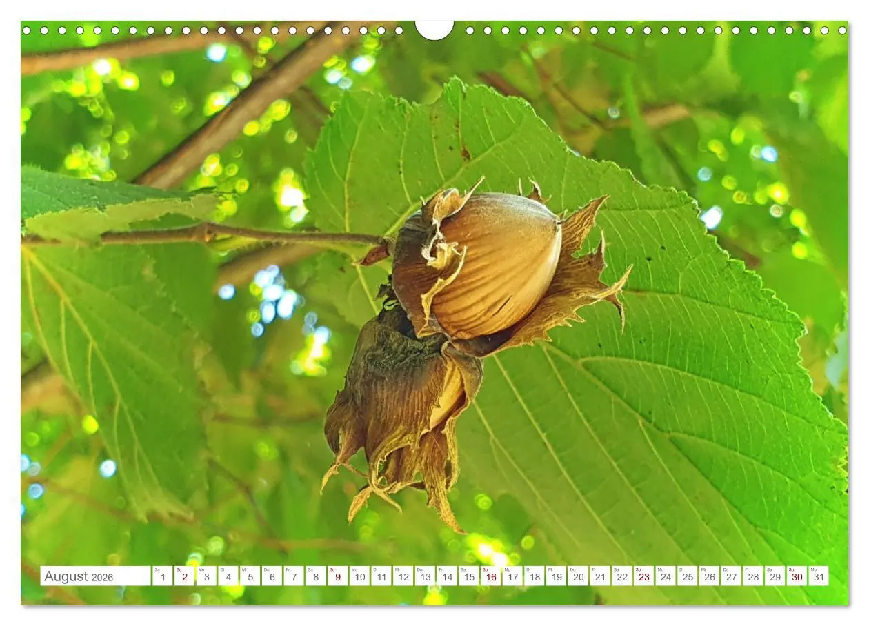 Bild: 9783457538425 | Das Leben der Haselnuss (Wandkalender 2026 DIN A3 quer), CALVENDO...