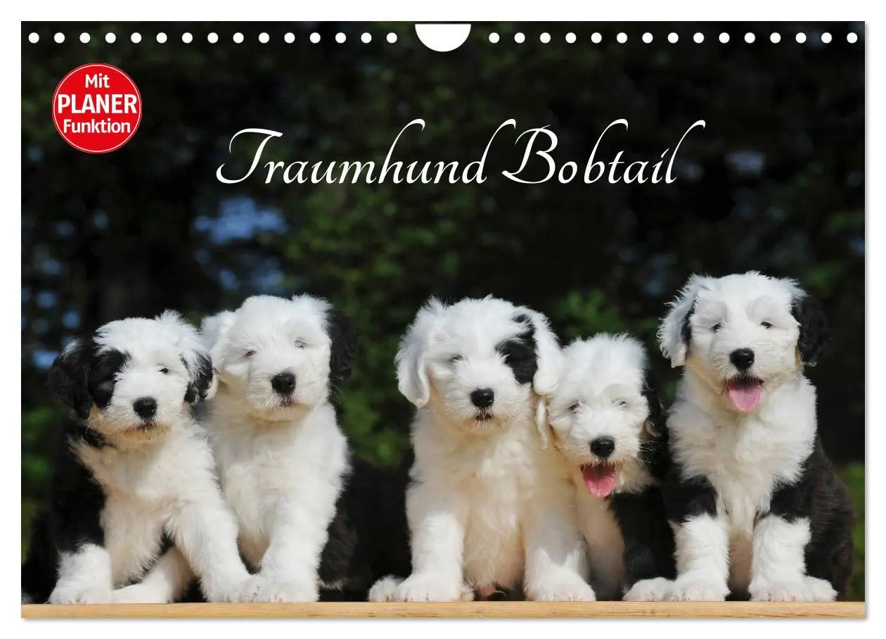 Cover: 9783516008425 | Traumhund Bobtail (Wandkalender 2026 DIN A4 quer), CALVENDO...