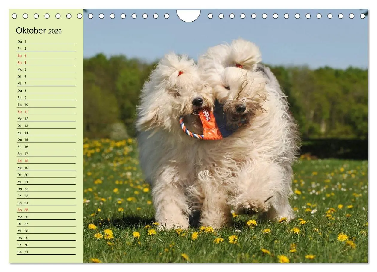 Bild: 9783516008425 | Traumhund Bobtail (Wandkalender 2026 DIN A4 quer), CALVENDO...